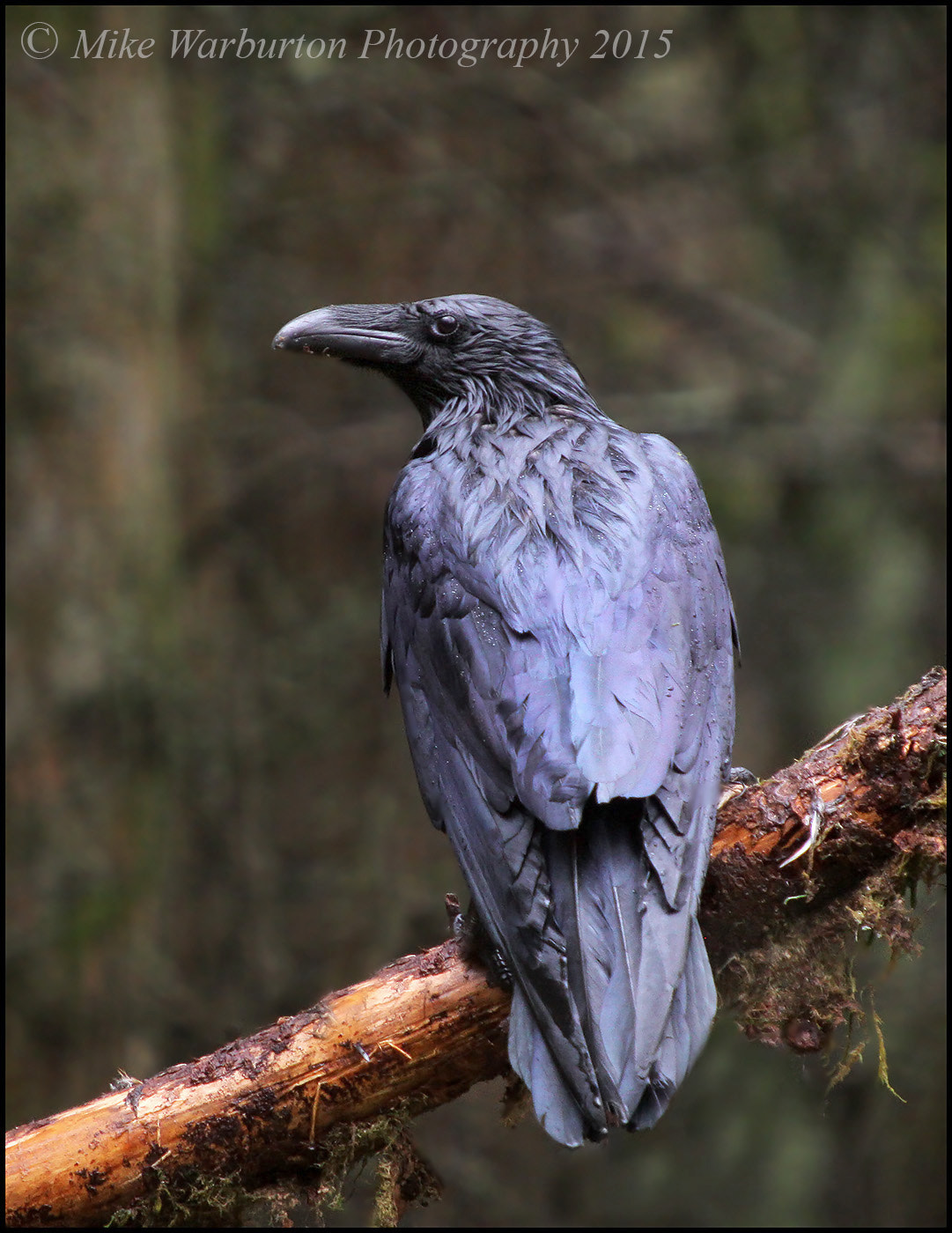 Sigma 50-500mm f/4-6.3 APO HSM EX sample photo. Raven photography