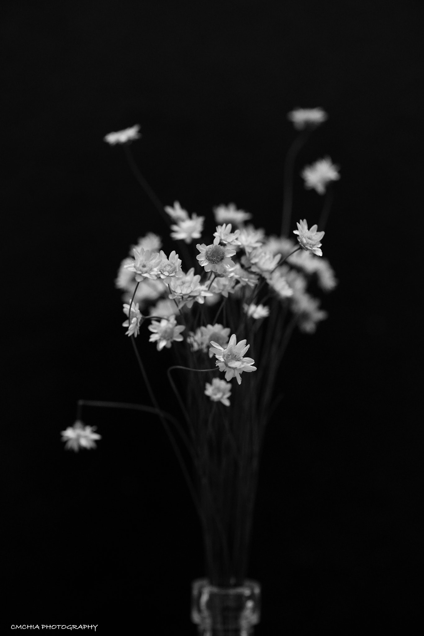 Minolta AF 100mm F2.8 Macro [New] sample photo. B+w photography