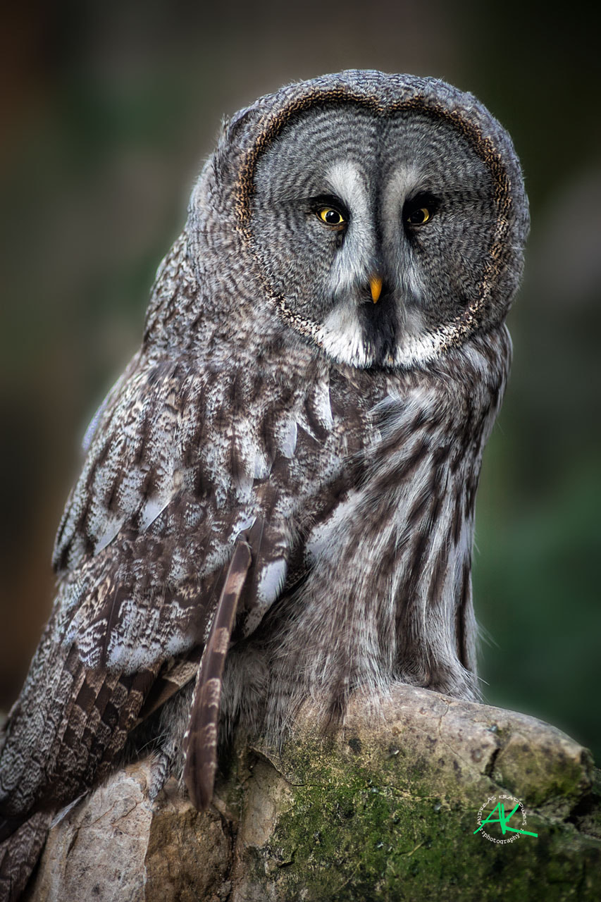 Tamron SP AF 300mm F2.8 LD IF sample photo. Great grey owl photography