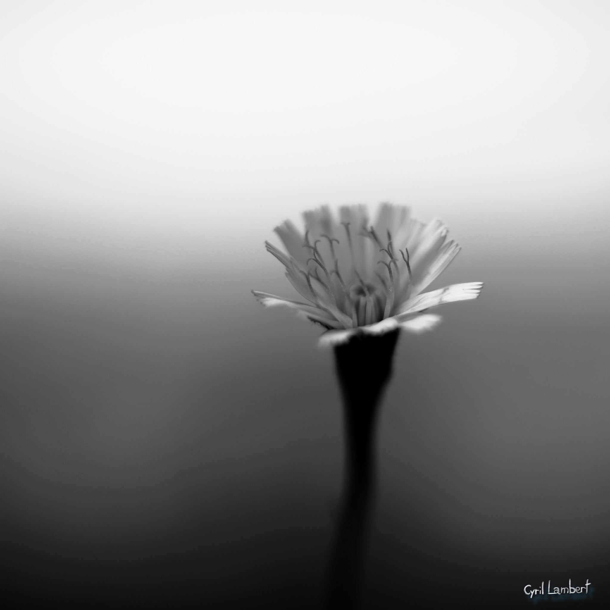 Sony a7 + Canon EF 50mm F1.8 II sample photo. Commonly lonely photography