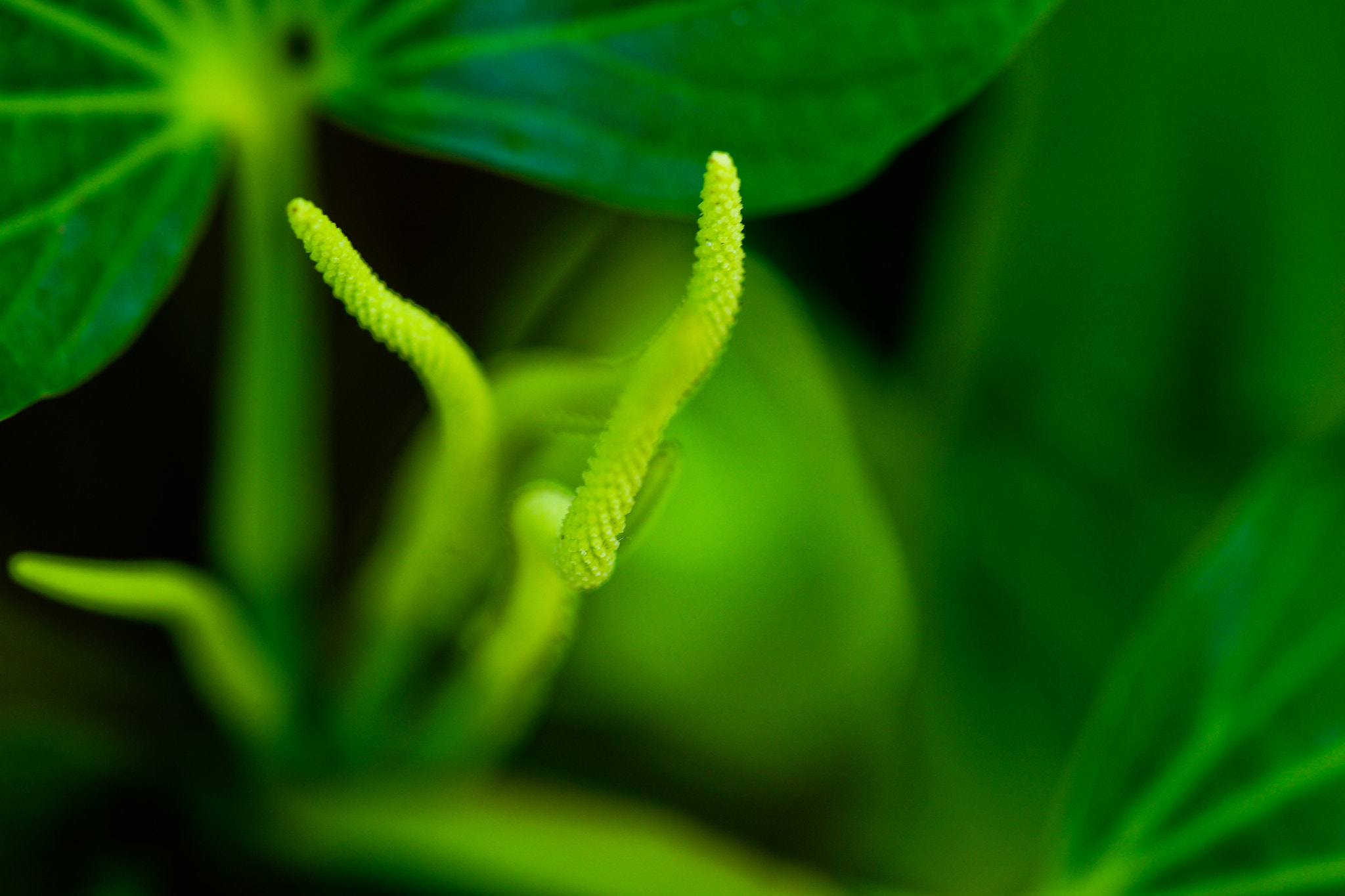 Sony a99 II + Tamron SP AF 90mm F2.8 Di Macro sample photo. Abstracciones photography