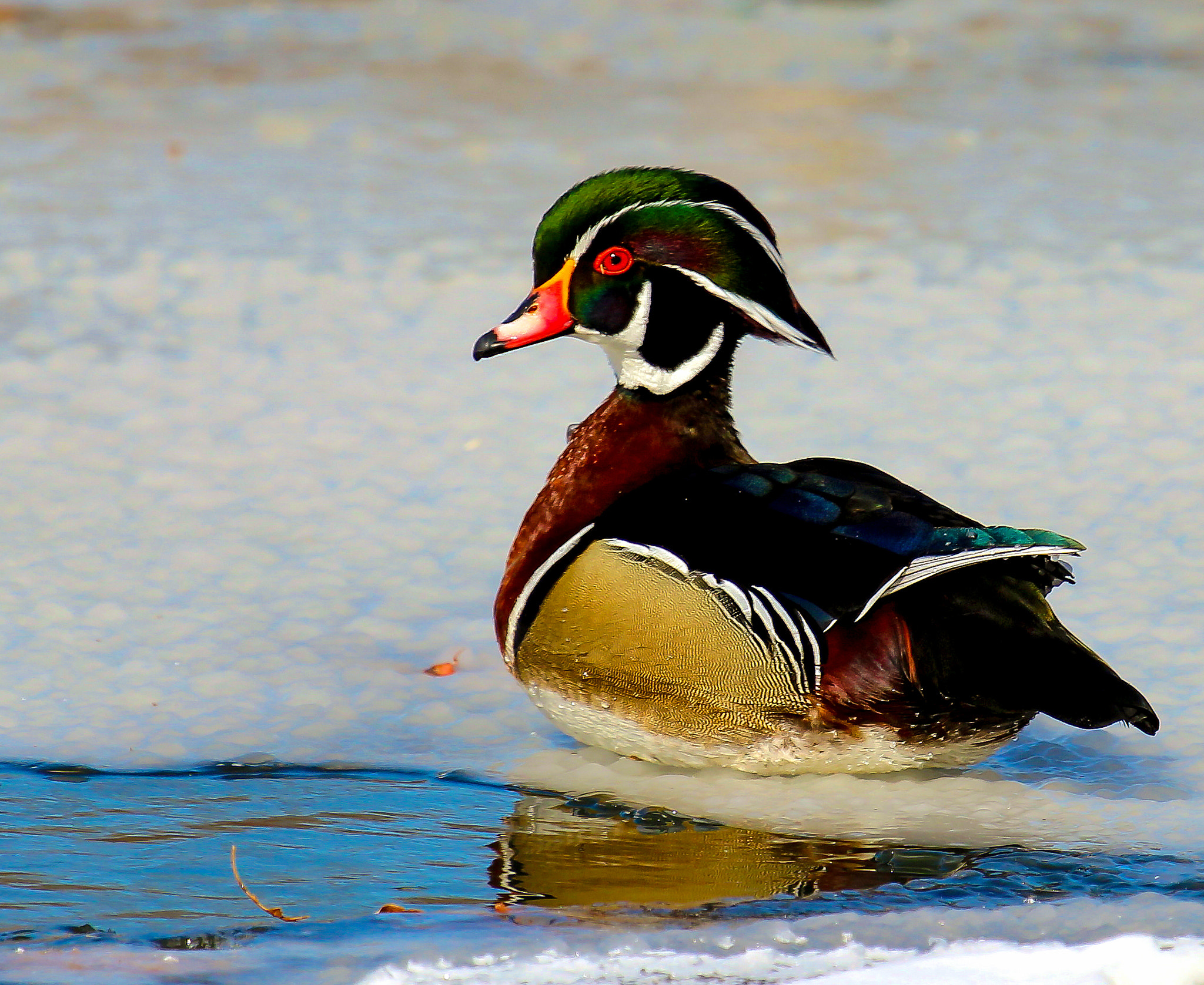 Canon EOS 600D (Rebel EOS T3i / EOS Kiss X5) + Canon EF 100-400mm F4.5-5.6L IS USM sample photo. Wood duck on ice photography