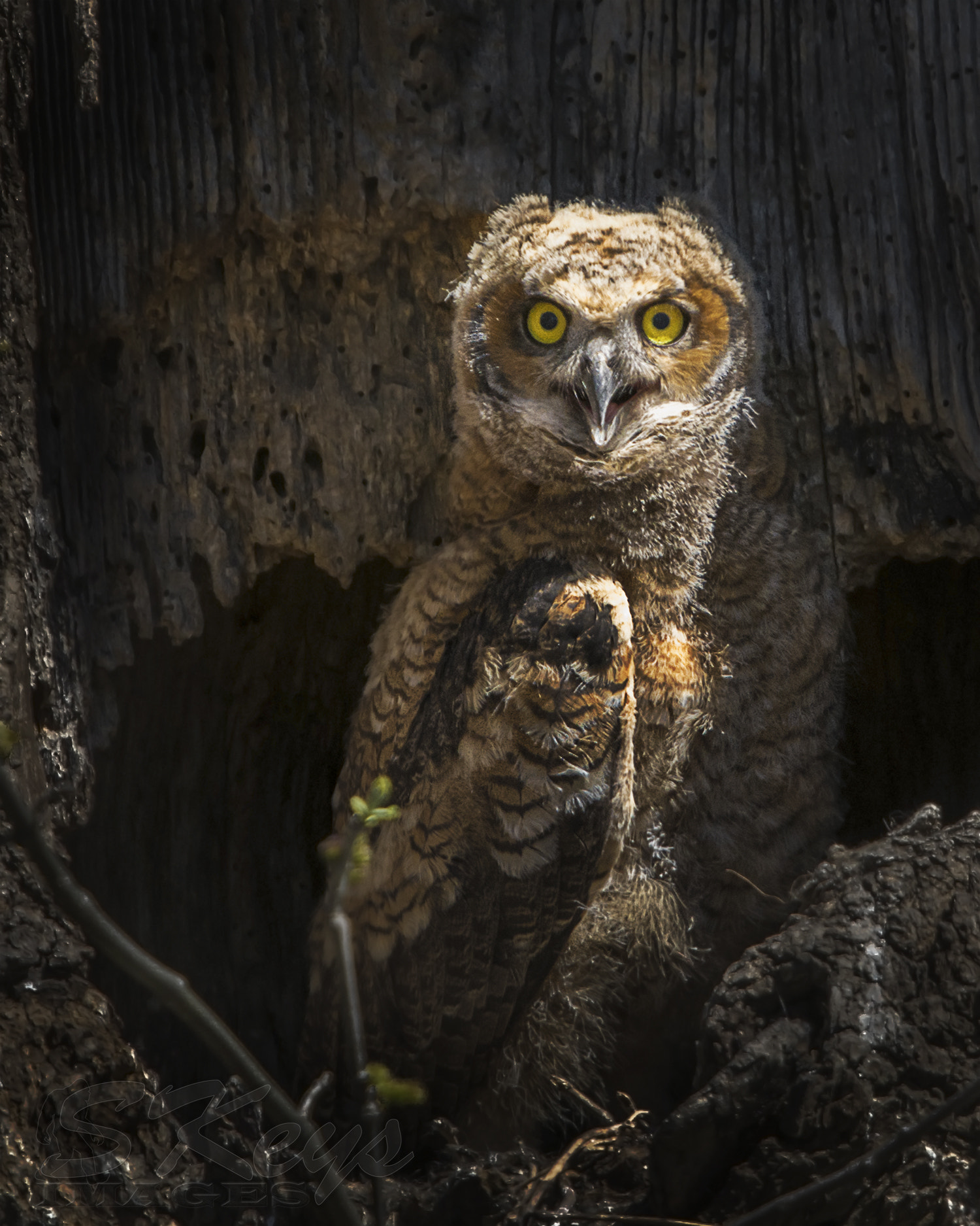 Nikon D7200 + Sigma 500mm F4.5 EX DG HSM sample photo. Owlet (great-horned owl) photography