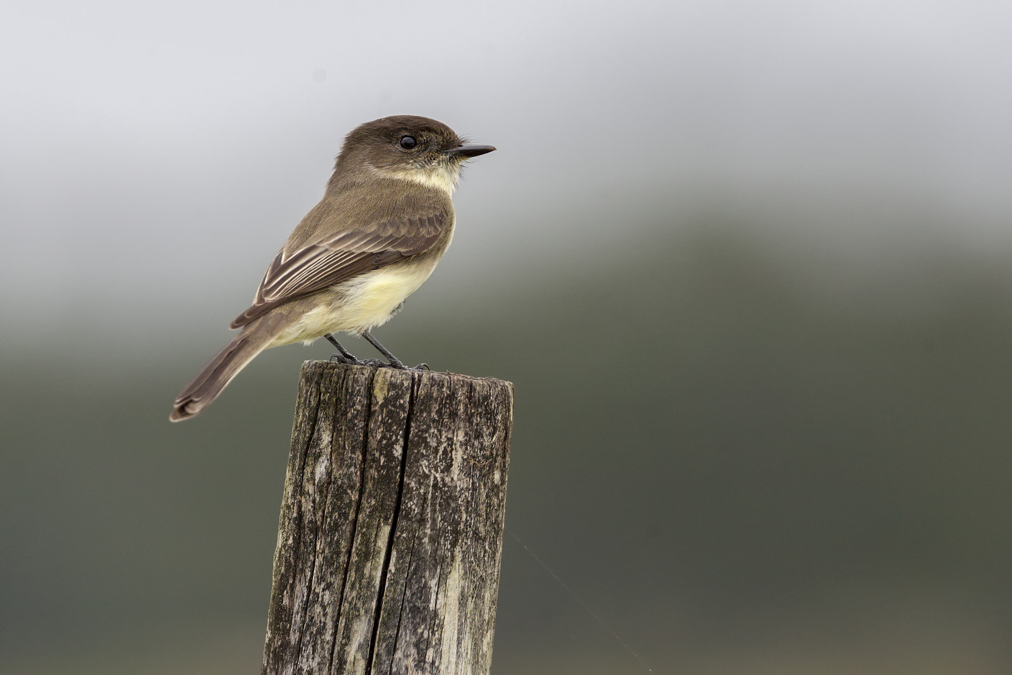 Canon EOS-1D Mark III + Canon EF 500mm F4L IS USM sample photo. Eastern phoebe photography