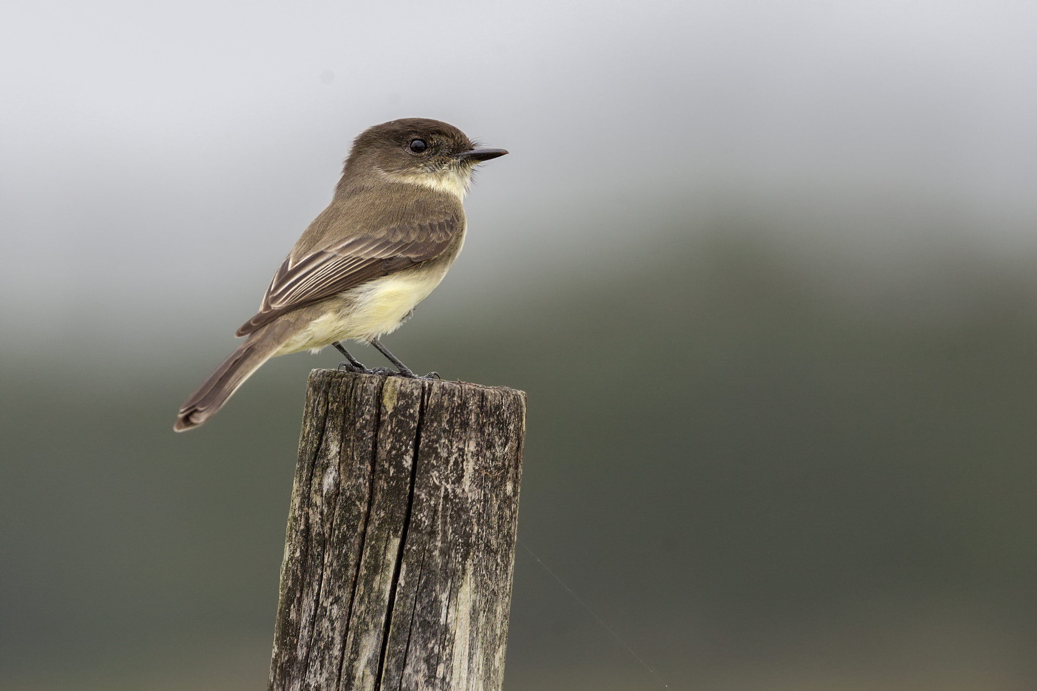 Canon EF 500mm F4L IS USM sample photo. Eastern phoebe photography