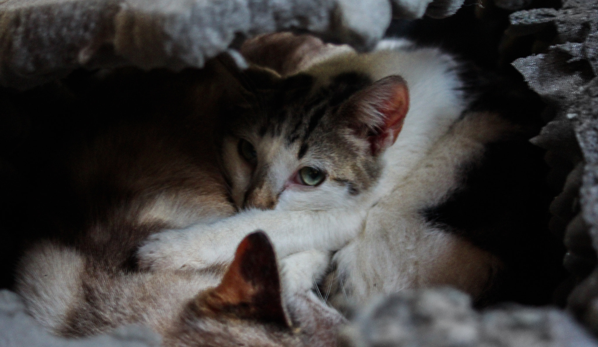 Canon EF 38-76mm f/4.5-5.6 sample photo. Coalla e canela photography