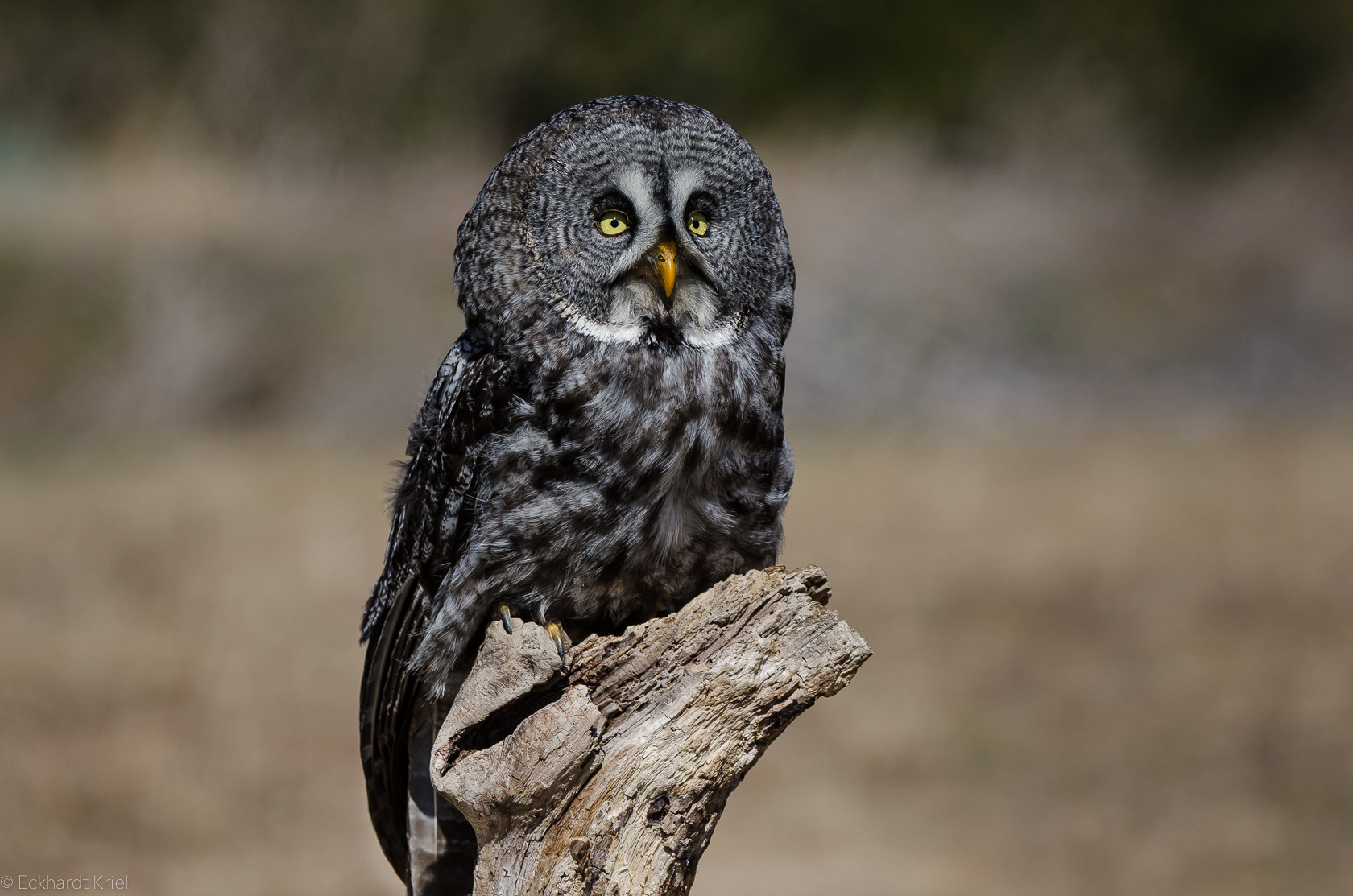 Nikon AF-S Nikkor 200-400mm F4G ED-IF VR sample photo. Great grey owl photography