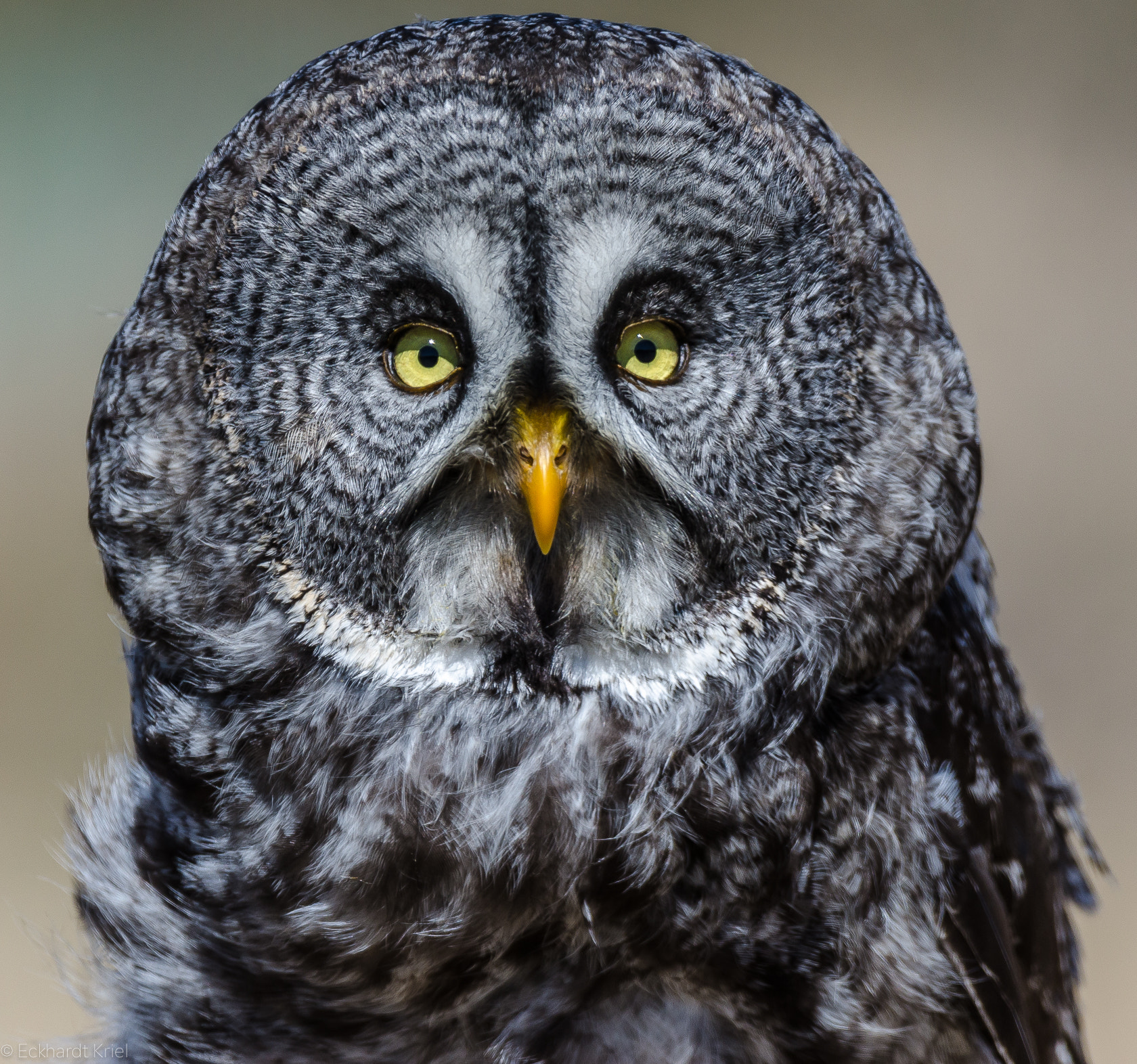 Nikon AF-S Nikkor 200-400mm F4G ED-IF VR sample photo. Great grey owl photography