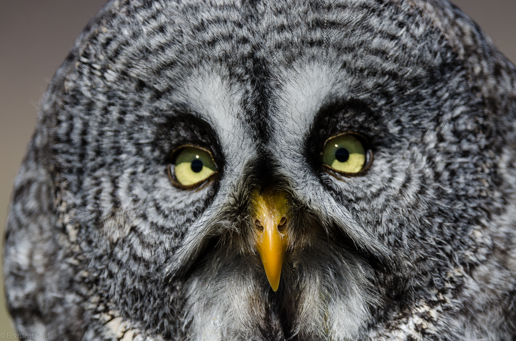 Nikon AF-S Nikkor 200-400mm F4G ED-IF VR sample photo. Great grey owl photography