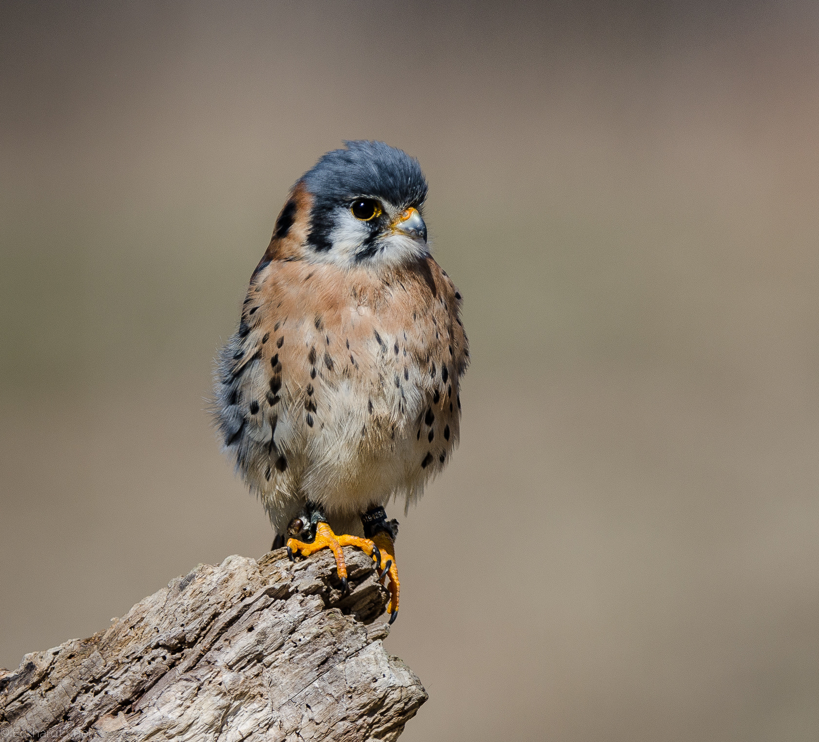 Nikon AF-S Nikkor 200-400mm F4G ED-IF VR sample photo. Kestrel photography