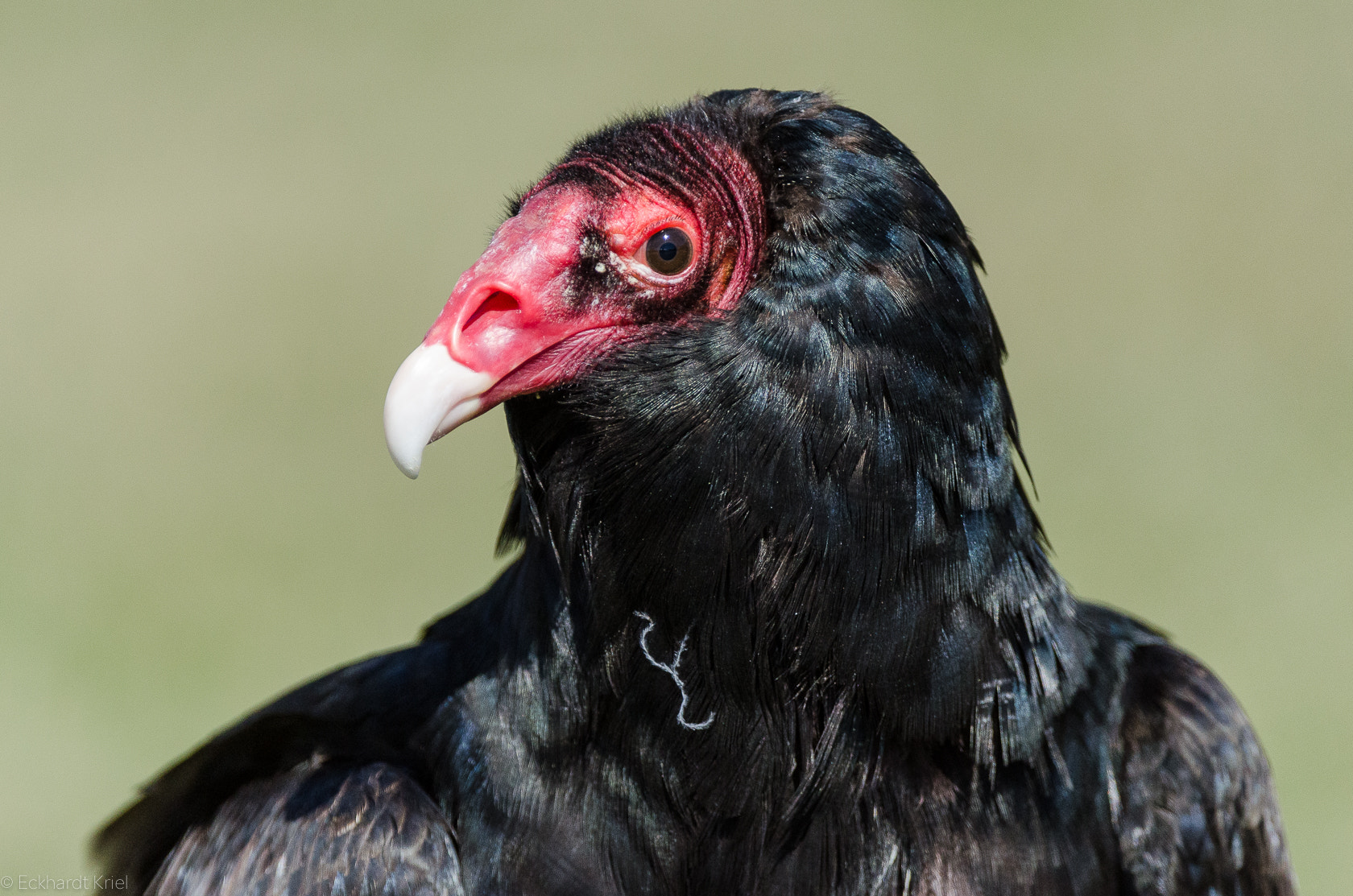 Nikon AF-S Nikkor 200-400mm F4G ED-IF VR sample photo. Turkey vulture photography