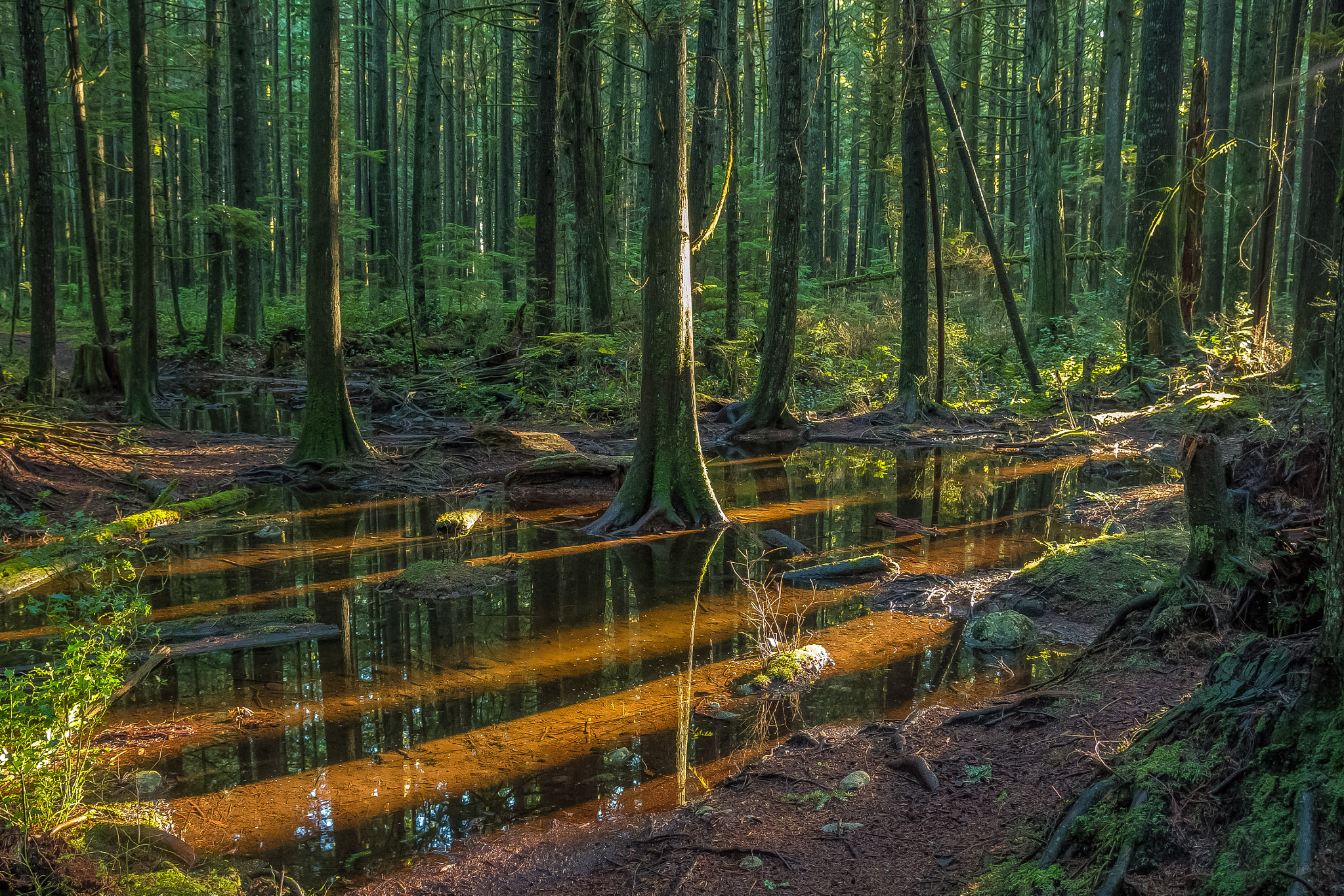 Sigma 17-70mm F2.8-4 DC Macro OS HSM sample photo. Woods between worlds photography