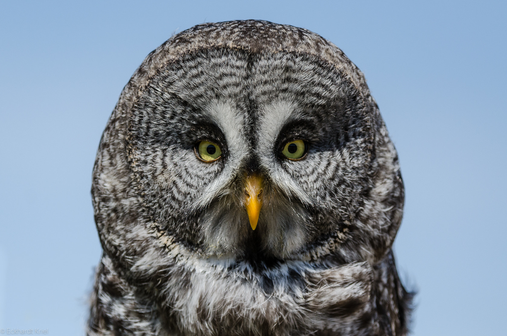 Nikon AF-S Nikkor 200-400mm F4G ED-IF VR sample photo. Great grey owl photography