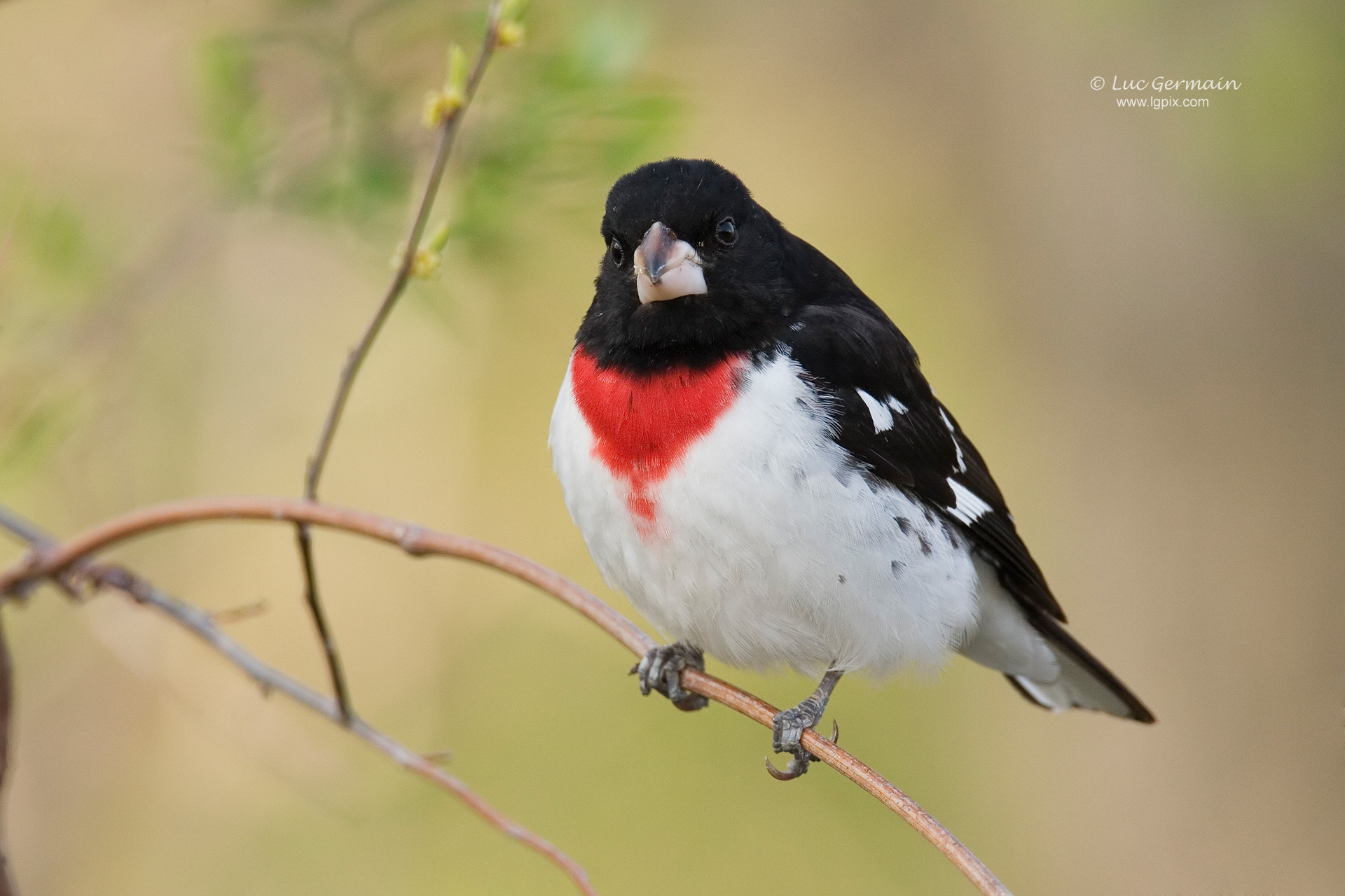 Canon EF 500mm F4L IS USM sample photo. Rose-breasted grosbeak photography