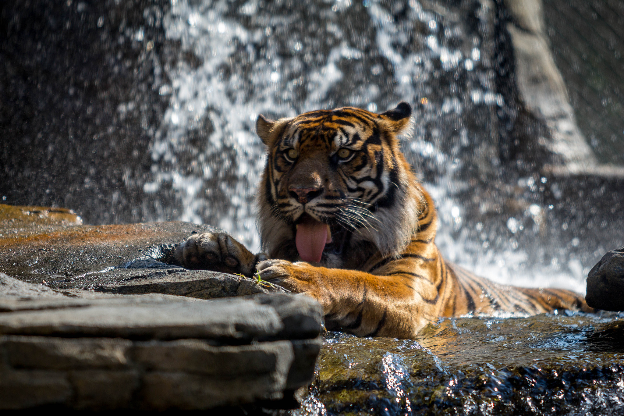 Canon EF 70-200mm F2.8L USM sample photo. Cooling off photography