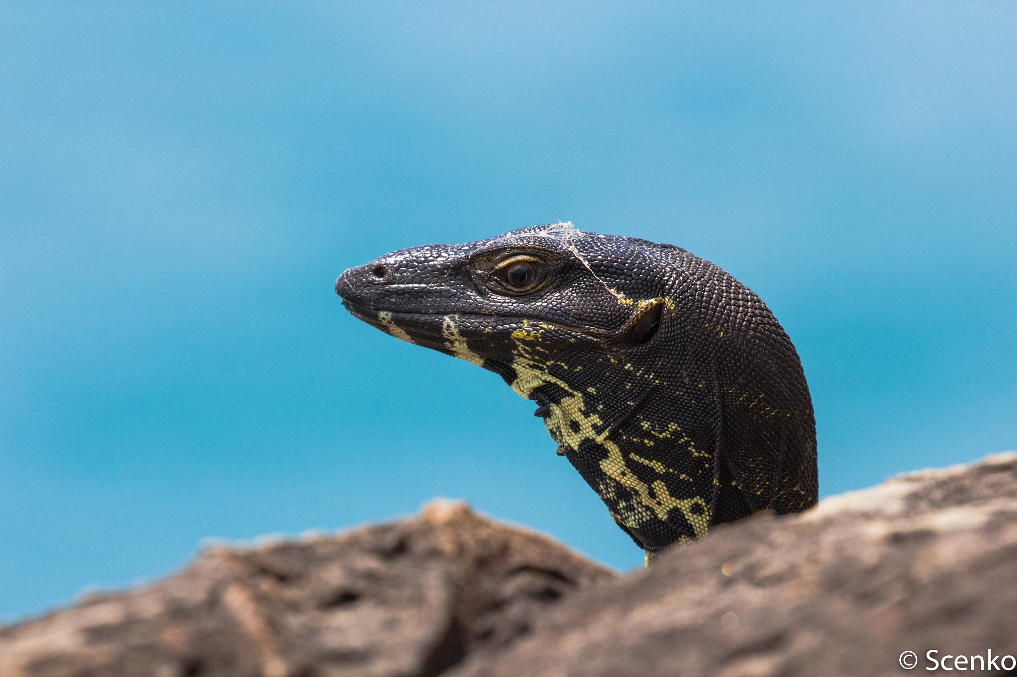 Canon EOS 60D + Canon EF 100-400mm F4.5-5.6L IS II USM sample photo. Lace monitor photography