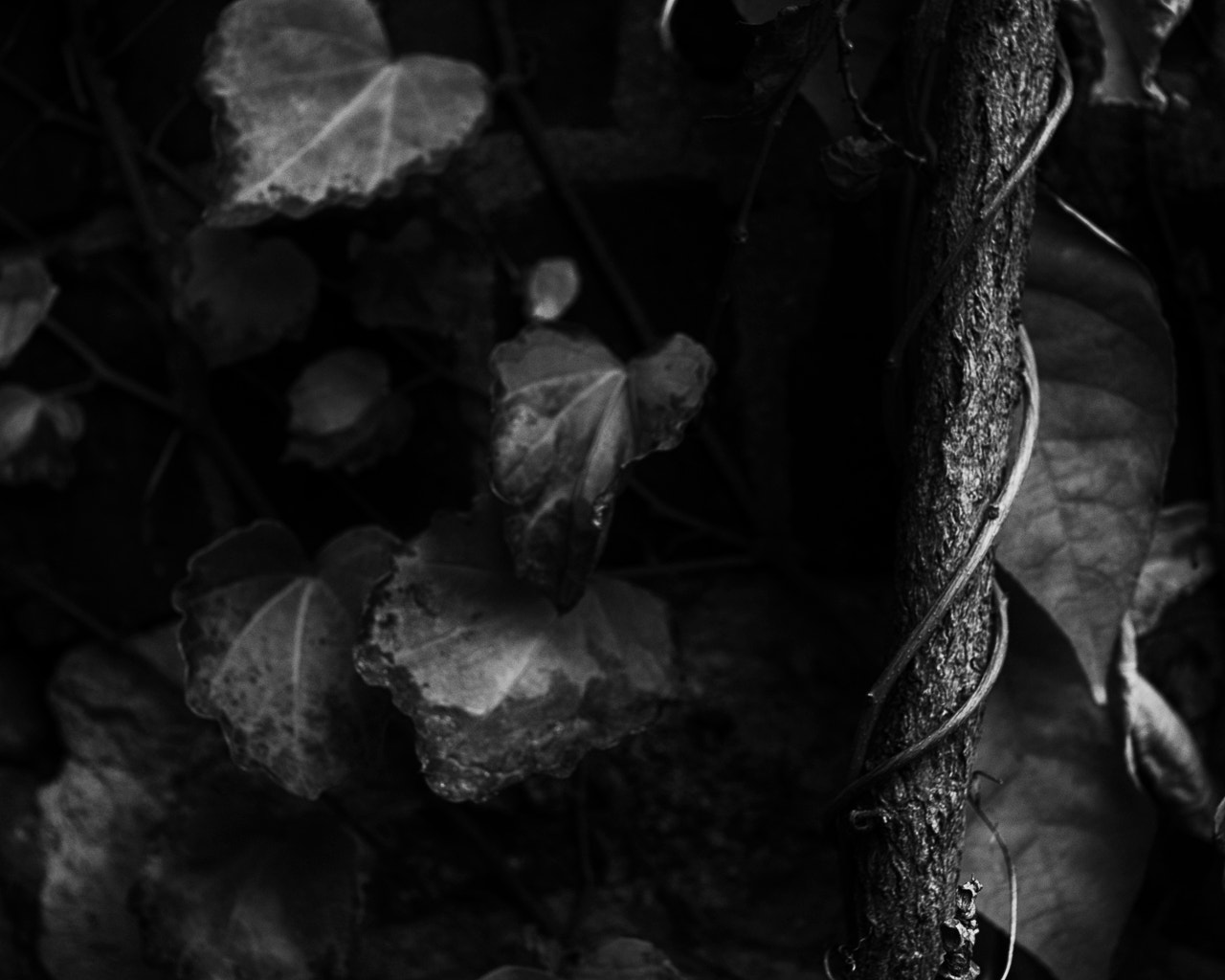 Sigma 30mm f/1.4 DC HSM sample photo. Vines photography