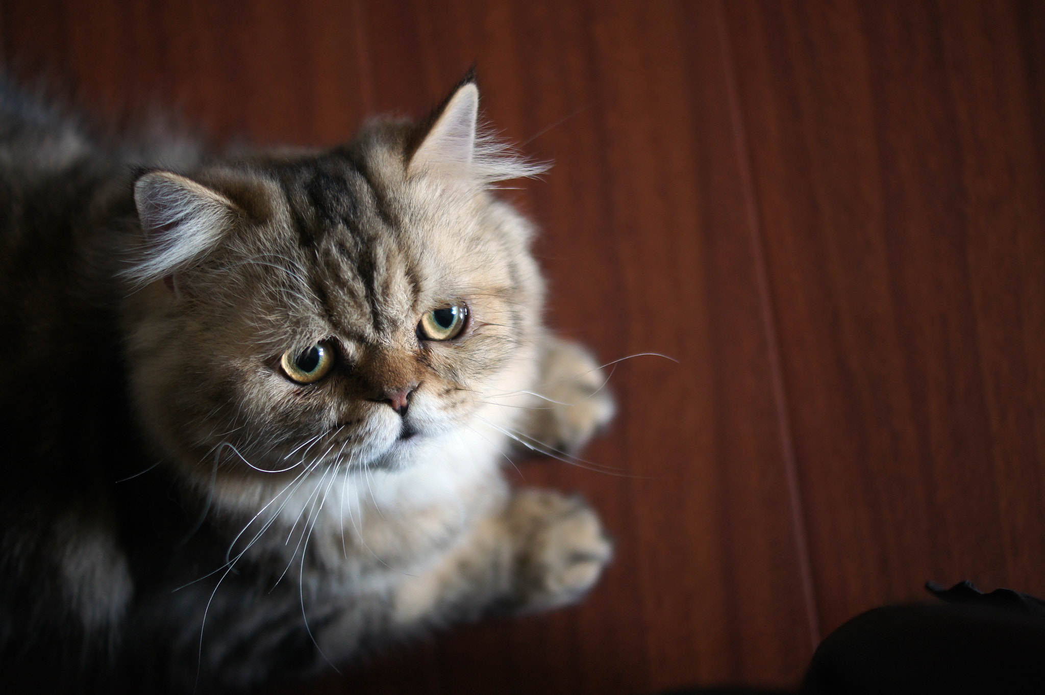 Sony Alpha DSLR-A550 + Sony DT 35mm F1.8 SAM sample photo. Sunlight on cat's face photography