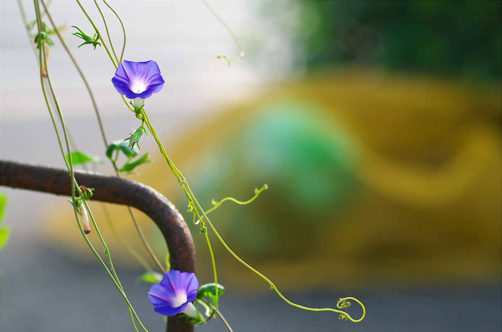 Pentax smc D-FA 100mm F2.8 Macro WR sample photo. 065.jpg photography