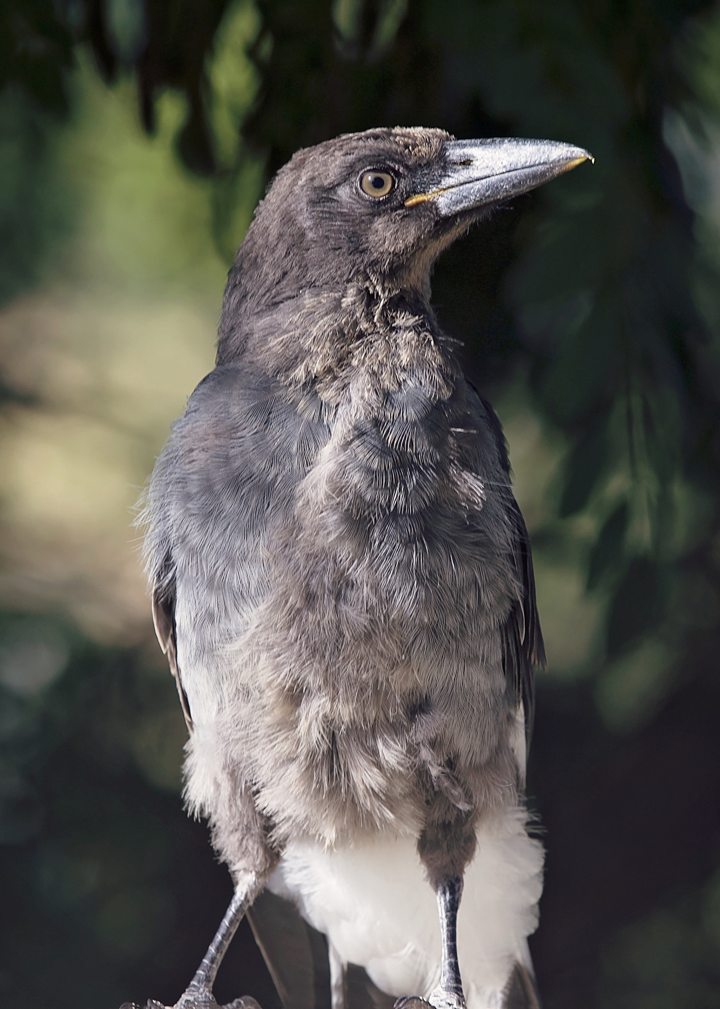 Canon EOS-1D C sample photo. Young pied curawong photography