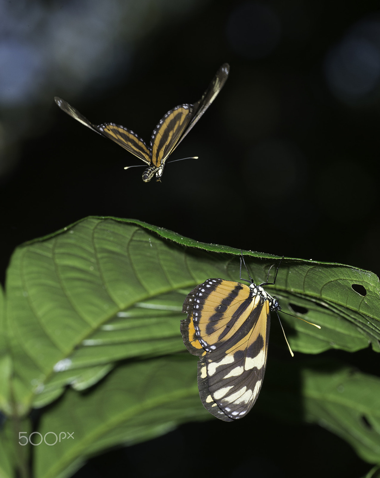 Nikon D4 sample photo. Eueides isabella  - come on dance with me photography