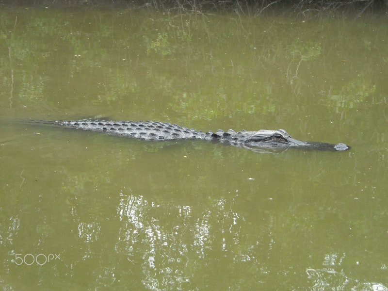 Nikon Coolpix L16 sample photo. Gator photography