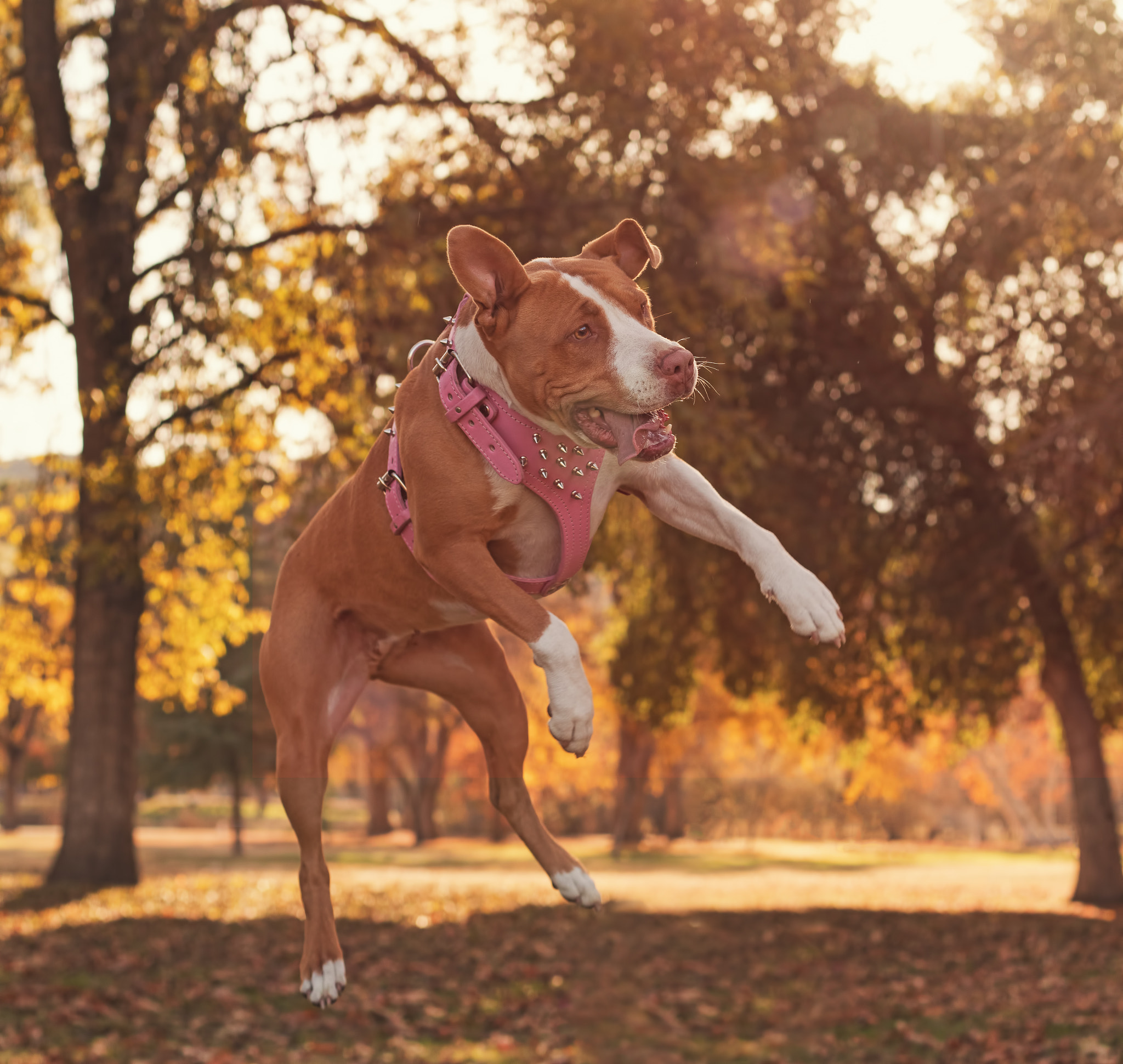 Canon EOS 5DS + Canon EF 50mm F1.8 II sample photo. I believe i can fly photography