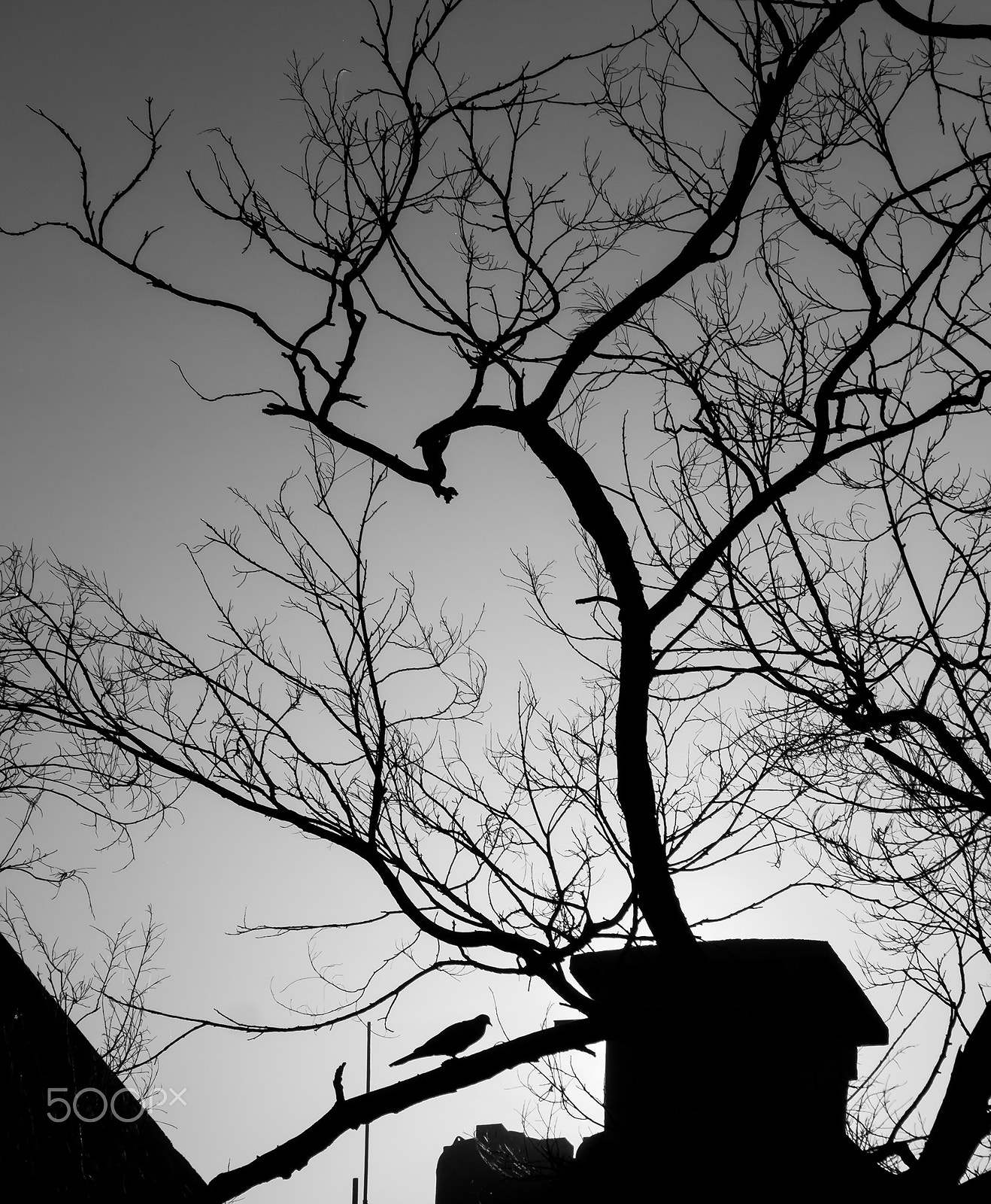 Panasonic Lumix DMC-GH1 sample photo. Ave maÑanera photography