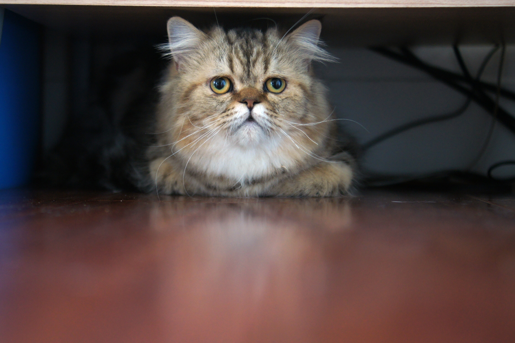 Sony Alpha DSLR-A550 + Sony DT 35mm F1.8 SAM sample photo. Cat hide under table photography