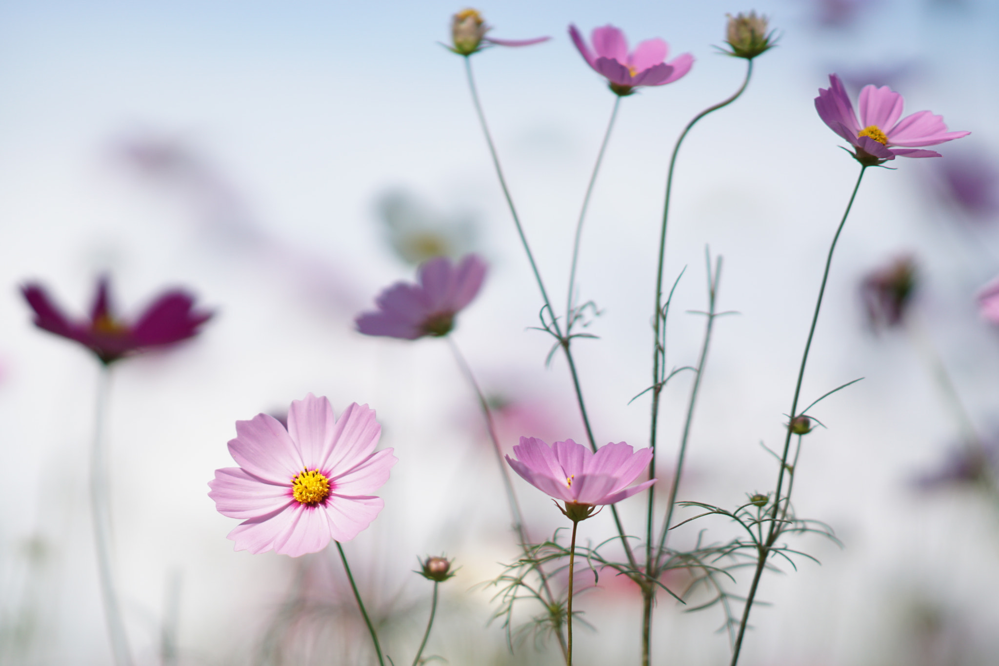 Sony Sonnar T* 135mm F1.8 ZA sample photo. Cosmos photography