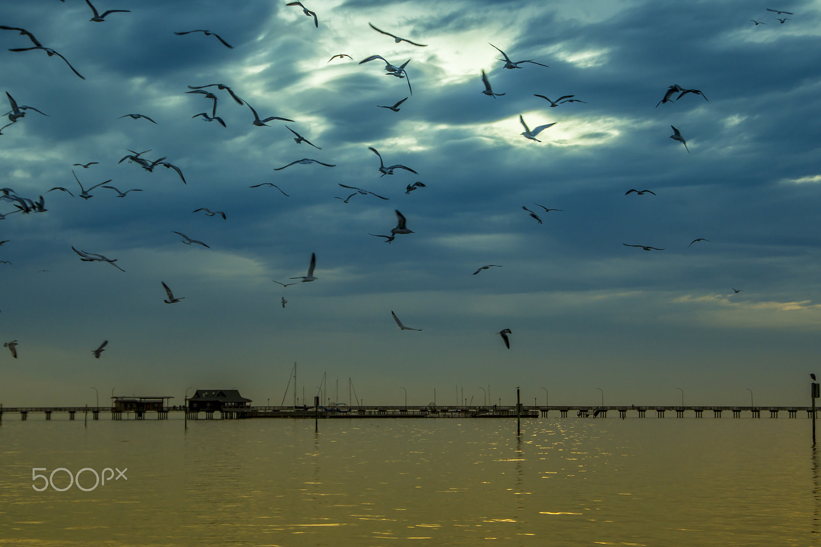 Sigma 18-250mm F3.5-6.3 DC OS HSM sample photo. Bunch of birds photography