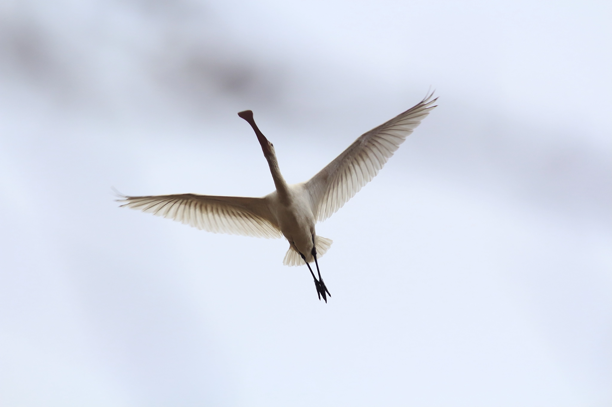 Canon EF 300mm F4L IS USM sample photo. 저어새 photography