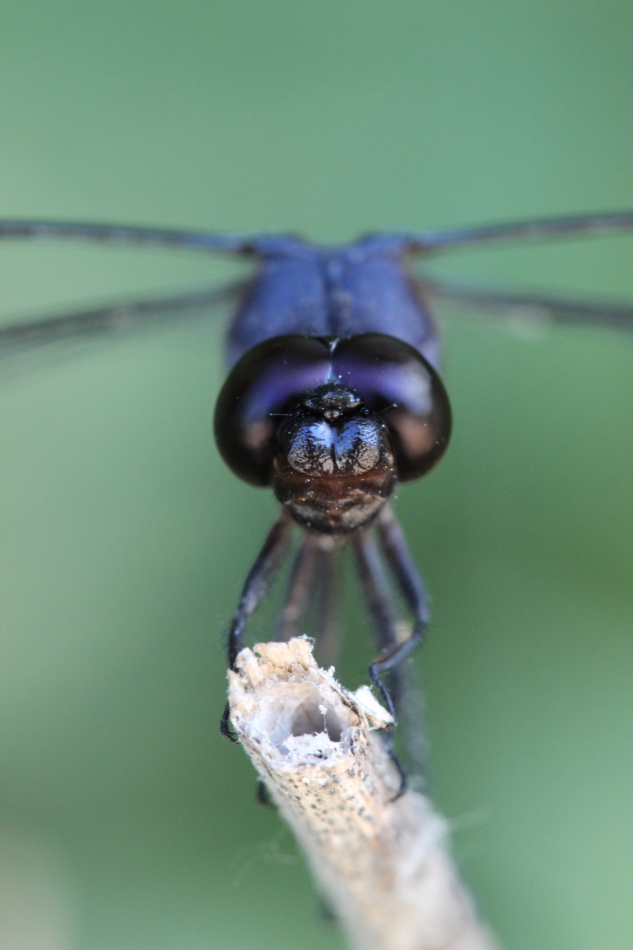 Canon EOS 600D (Rebel EOS T3i / EOS Kiss X5) + Canon EF 100mm F2.8 Macro USM sample photo. Dragonfly landing photography