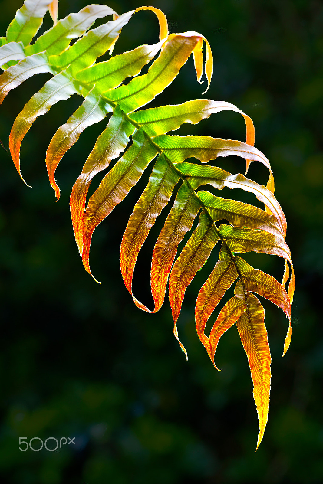 Sony DT 50mm F1.8 SAM sample photo. Blechnum x photography