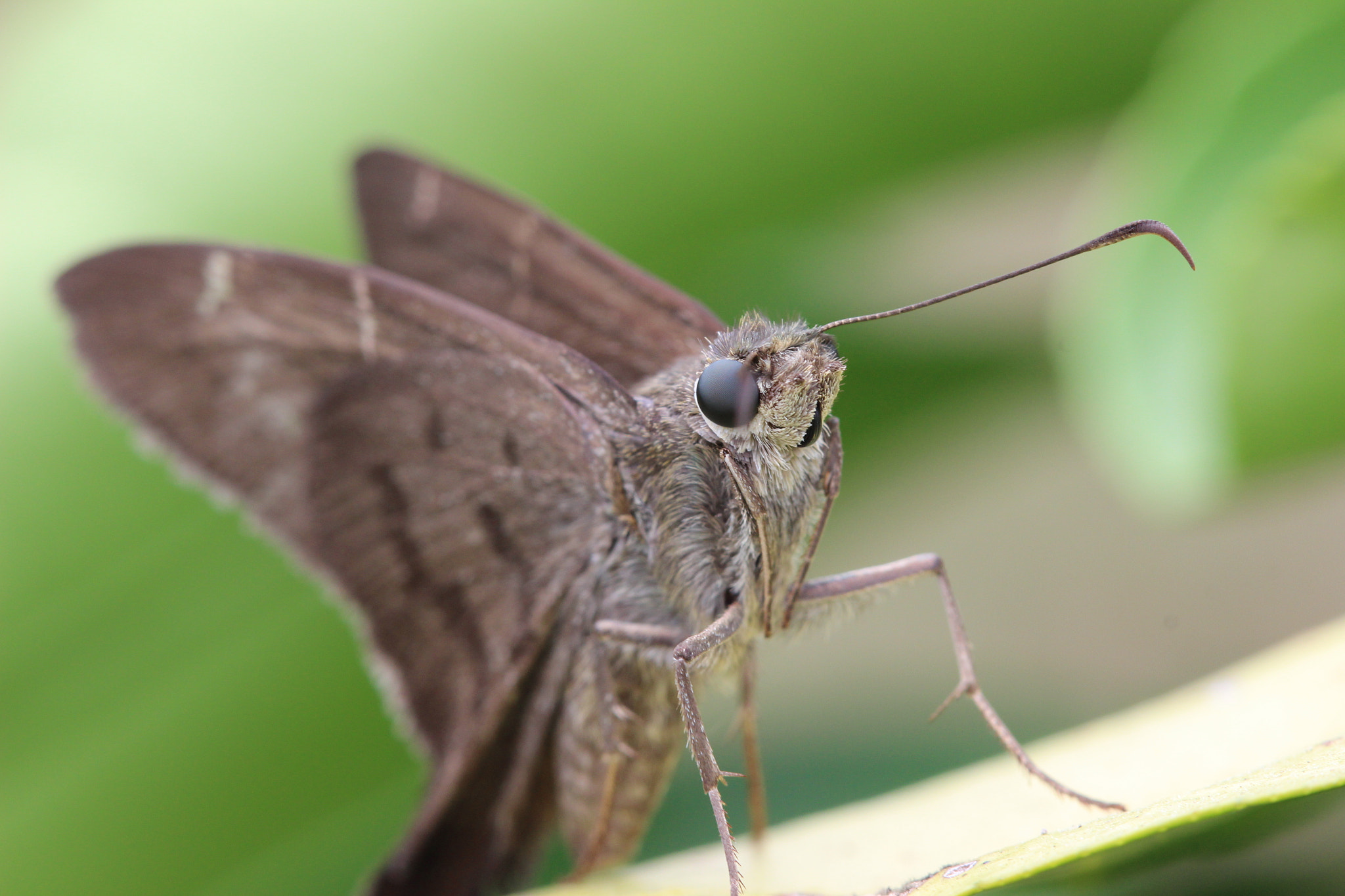 Canon EOS 600D (Rebel EOS T3i / EOS Kiss X5) + Canon EF 100mm F2.8 Macro USM sample photo. Surprised moth photography