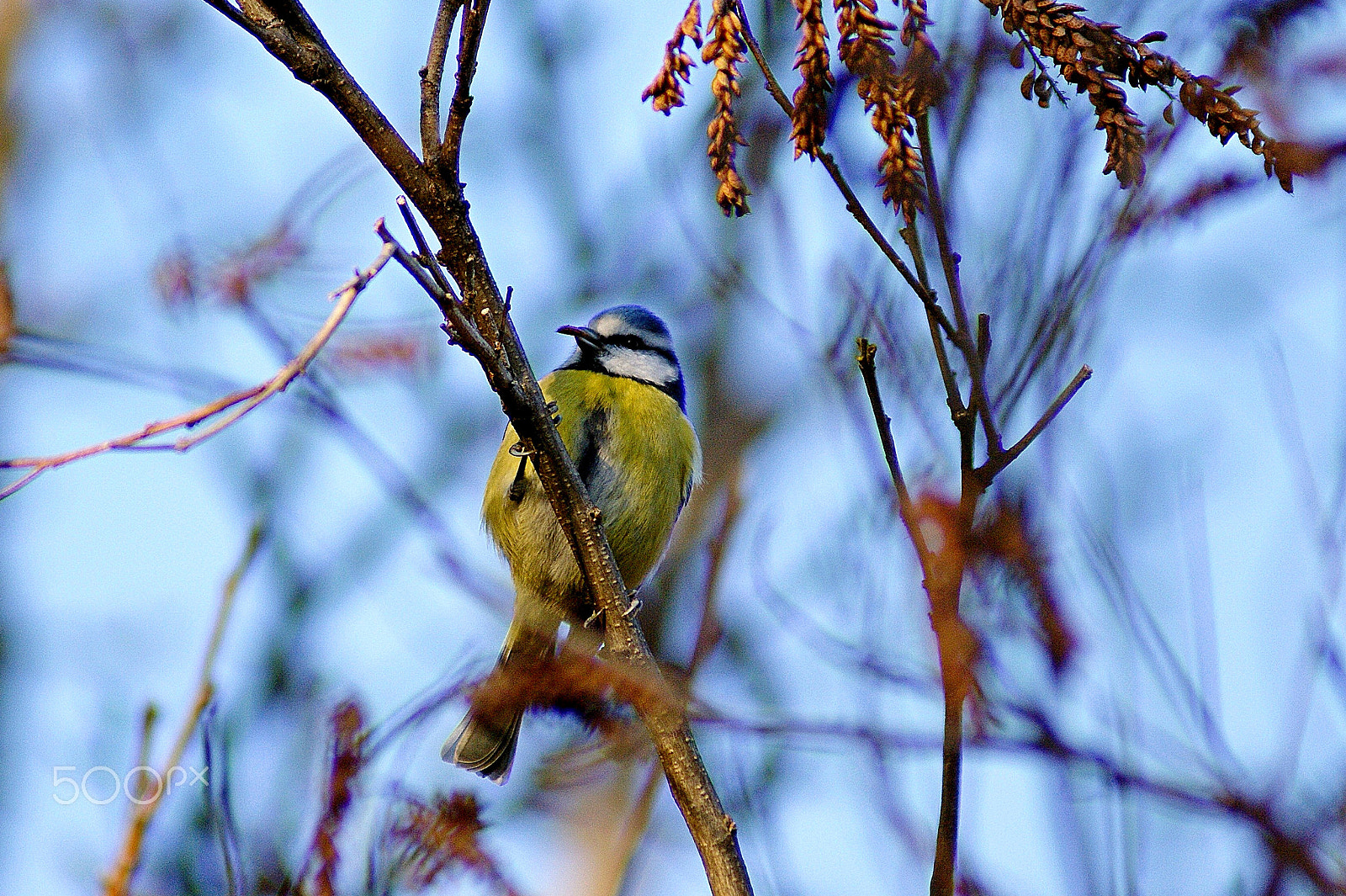 Sony 75-300mm F4.5-5.6 sample photo. Син синигер cyanistes caeruleus 2 photography