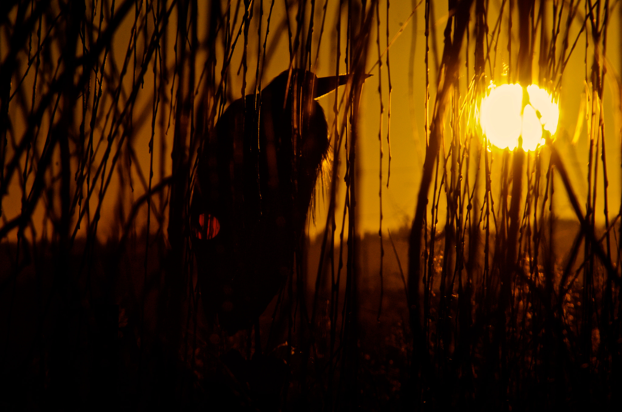 Pentax K-5 + smc PENTAX-FA J 75-300mm F4.5-5.8 AL sample photo. Hidden in plain sight photography