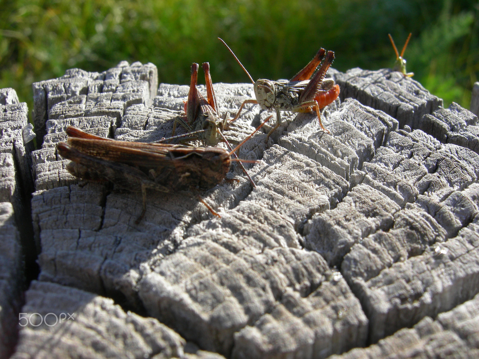 Nikon COOLPIX P1 sample photo. Dropping eaves photography