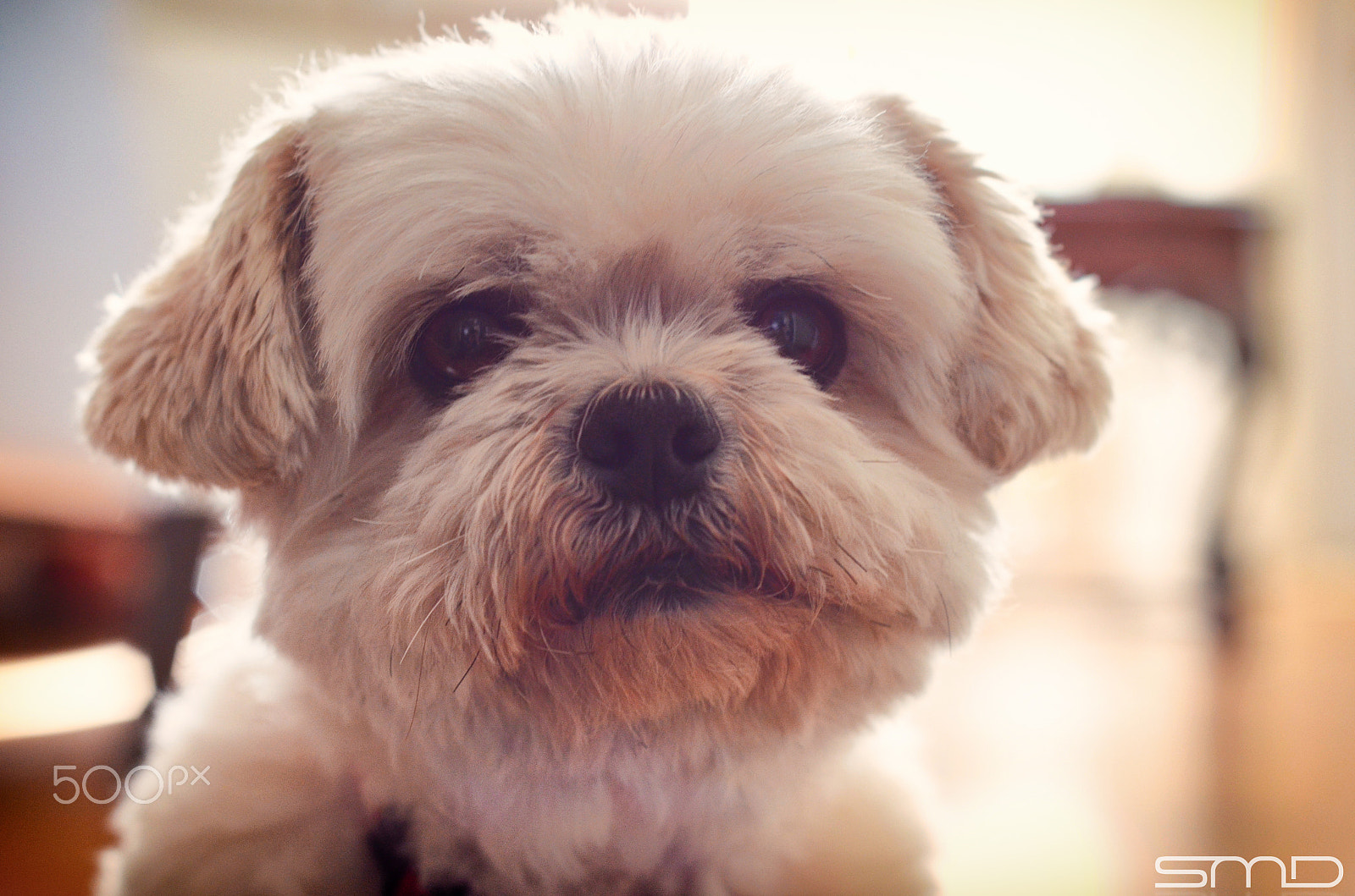 Nikon D5100 + Nikon AF Nikkor 50mm F1.8D sample photo. Little linky photography
