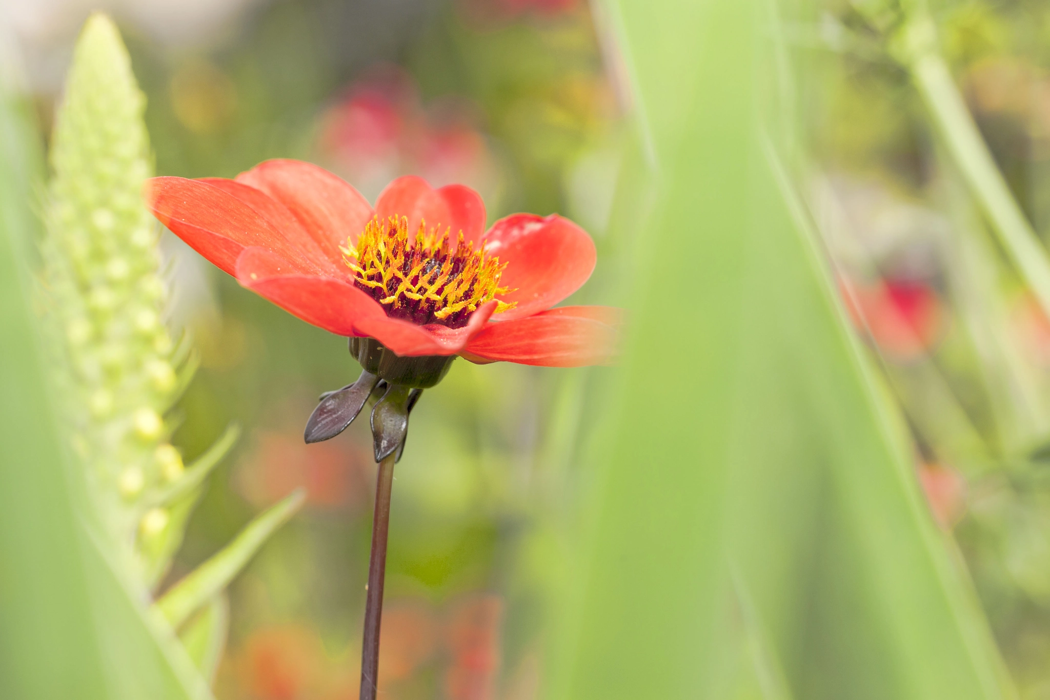 Canon EOS-1Ds Mark III sample photo. Gerbera daiisy photography