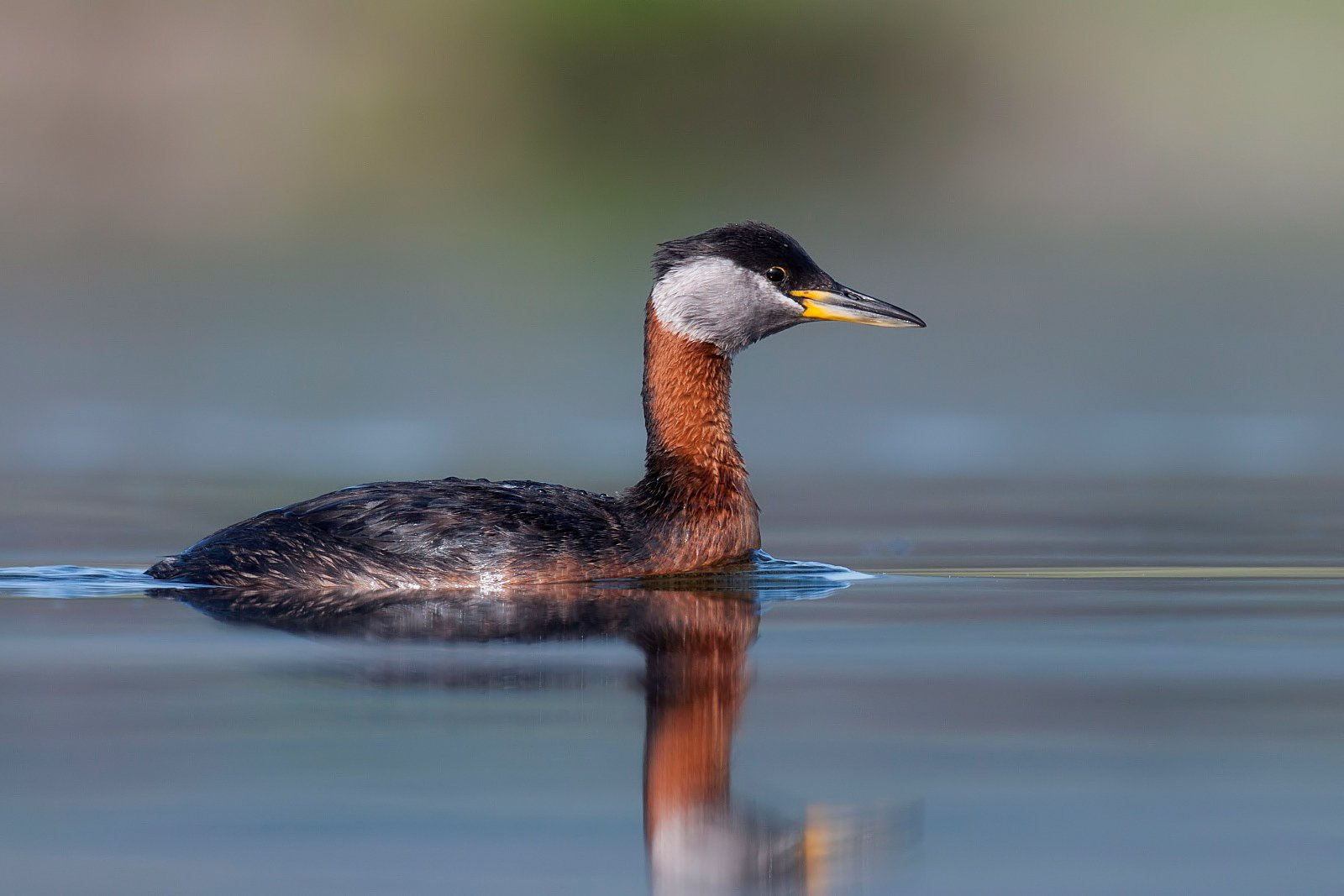 Nikon D90 + Nikon AF-S Nikkor 500mm F4G ED VR sample photo. Red-necked grebe photography