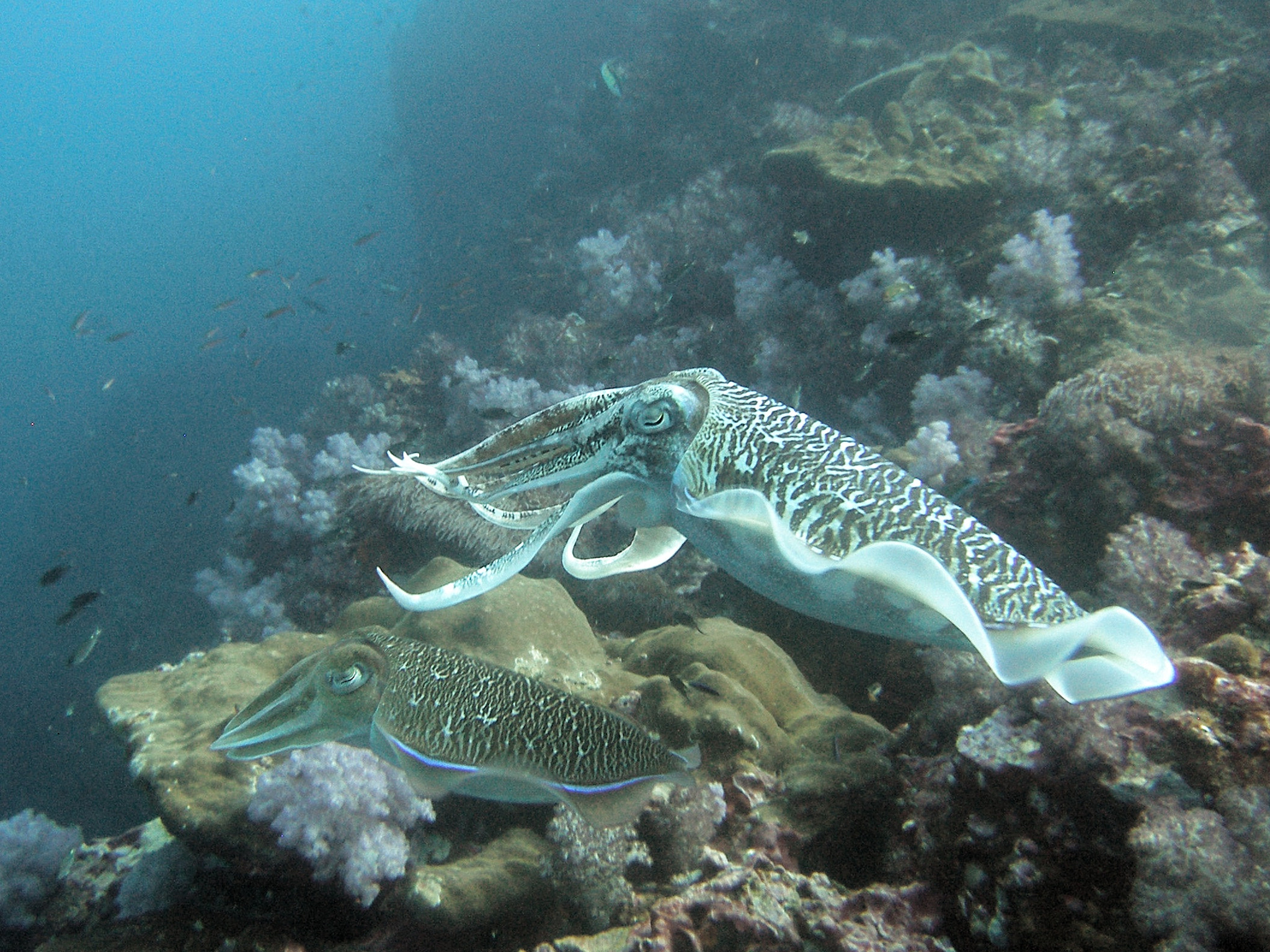 Olympus C7070WZ sample photo. Cuttlefish photography