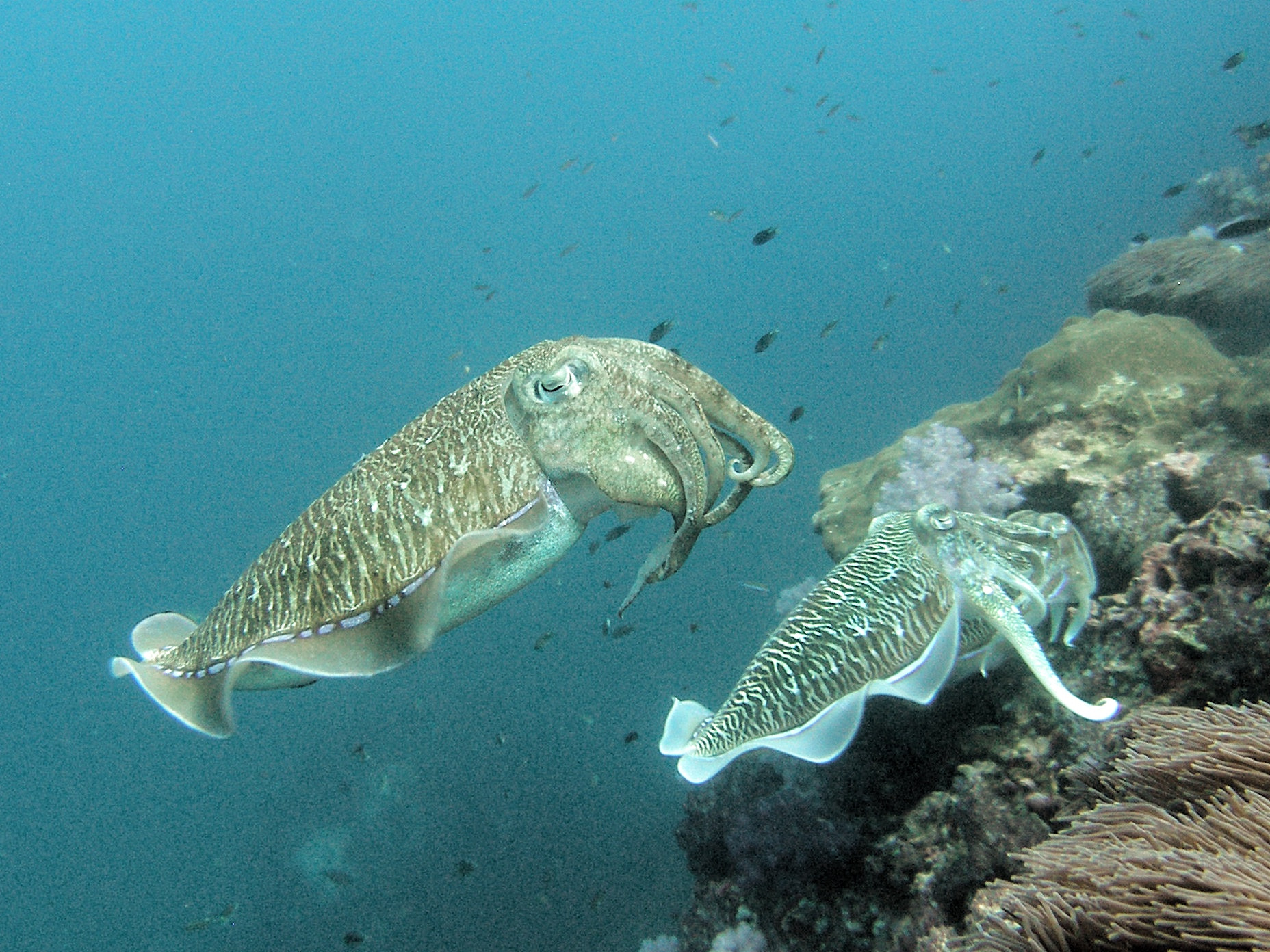 Olympus C7070WZ sample photo. Cuttlefish on richelieu rock photography