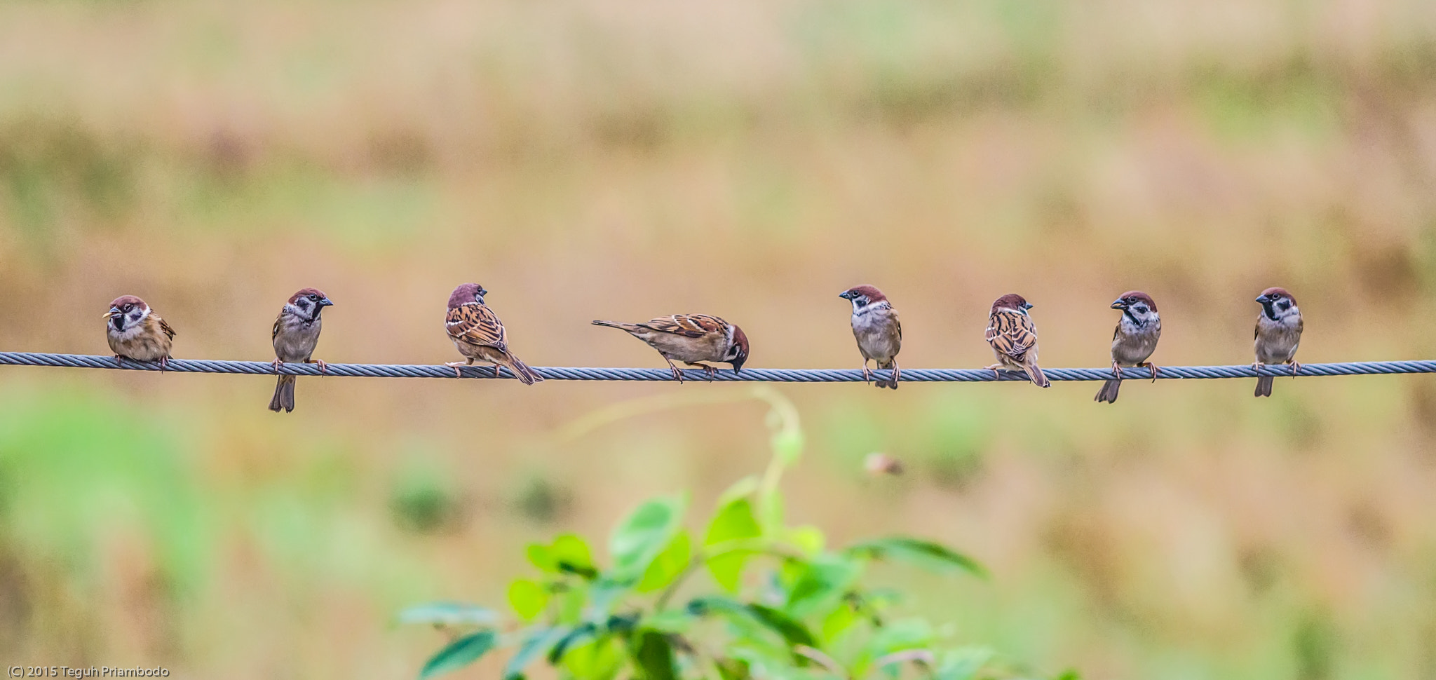 Canon EOS 60D + Canon EF 200mm F2.8L II USM sample photo. Mae hong son birds photography