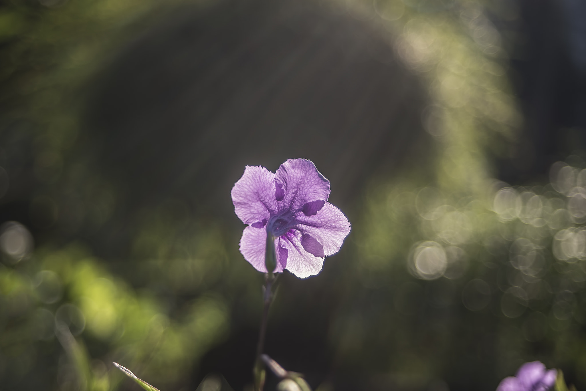 AF Zoom-Nikkor 28-70mm f/3.5-4.5D sample photo. Flower and sunny photography
