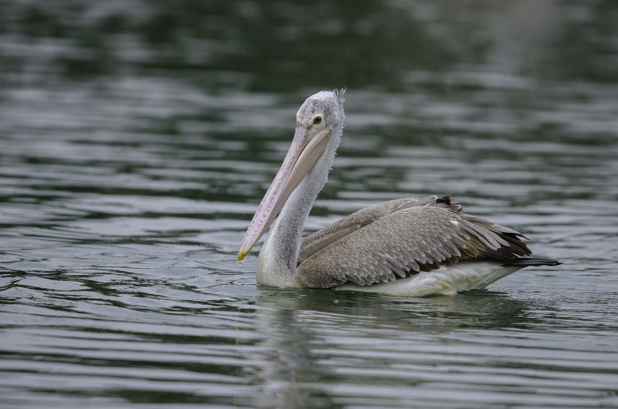 Nikon D7000 + Nikon AF-S Nikkor 500mm F4G ED VR sample photo. Pelican photography