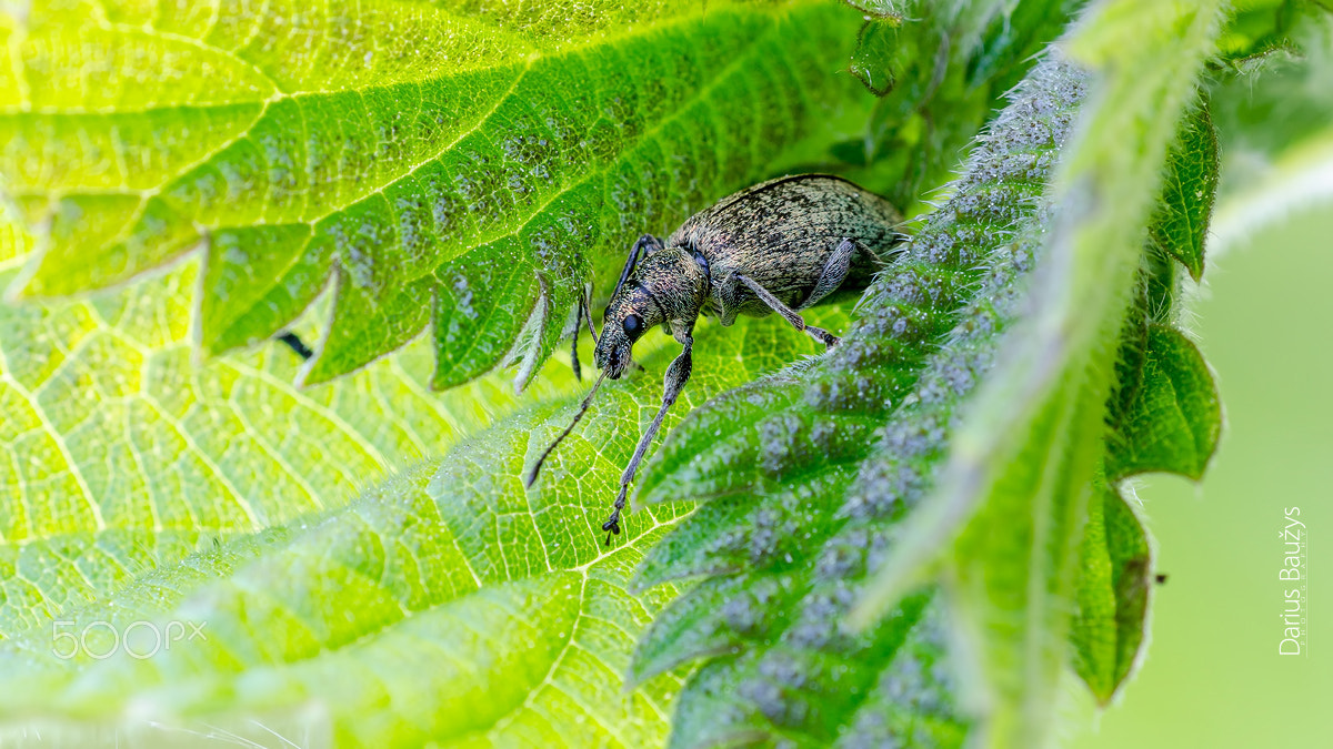 Sigma 150mm F2.8 EX DG OS Macro HSM sample photo. In the shadow photography