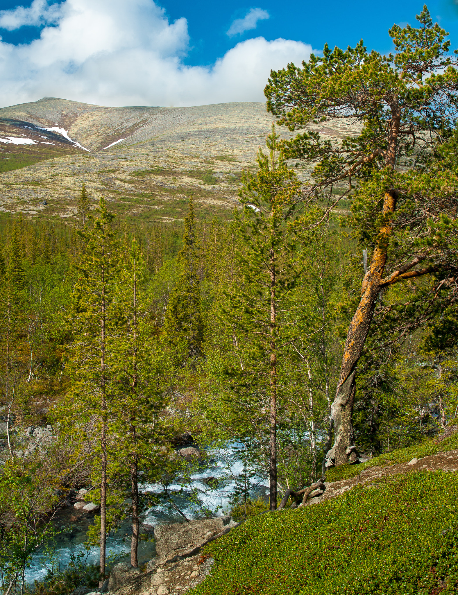 Sony Alpha DSLR-A900 + Minolta AF 28-135mm F4-4.5 sample photo. Pine tree on the bank of a mountain creek photography