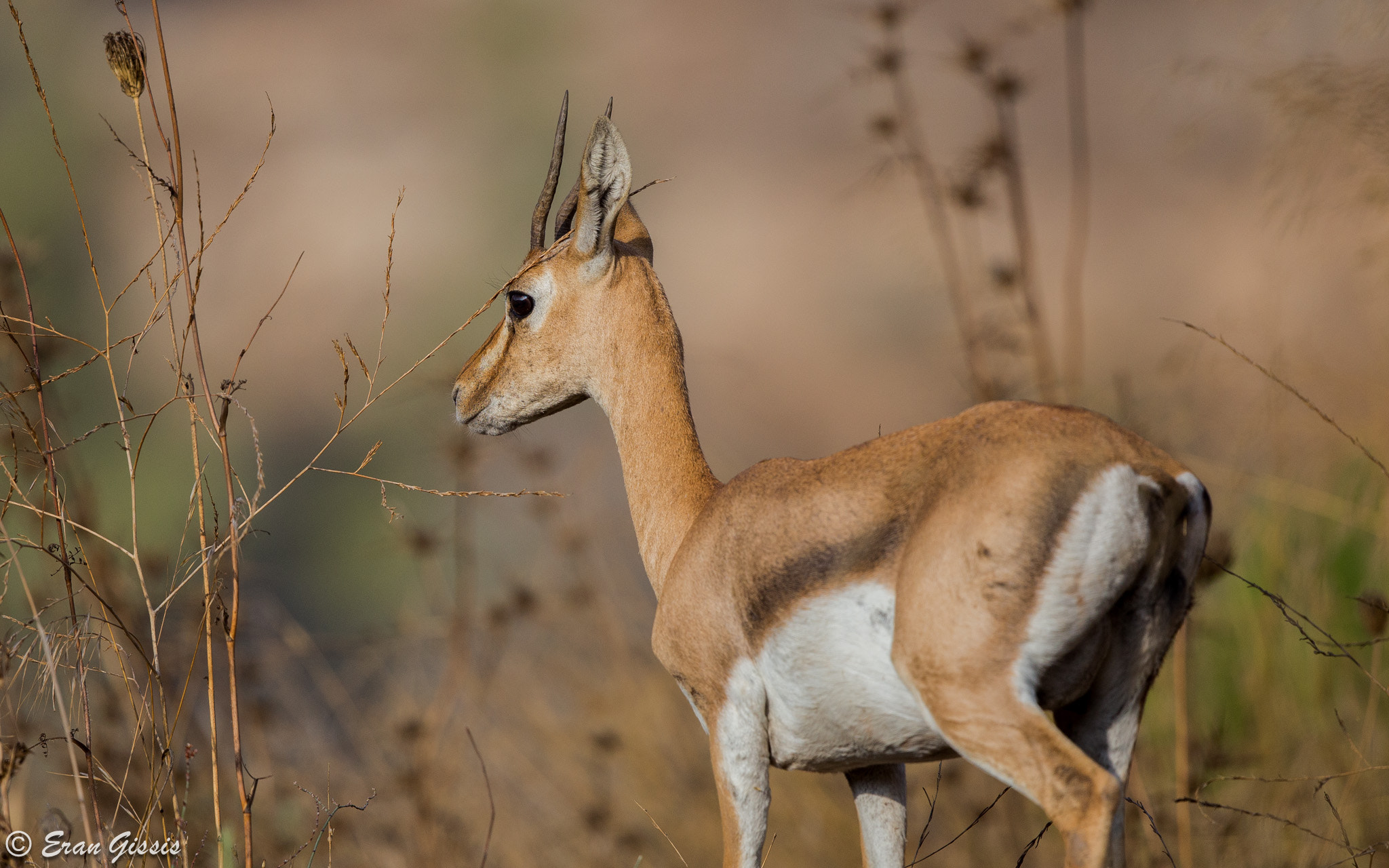 Canon EOS 6D + Canon EF 500mm F4L IS II USM sample photo. Gazelle photography