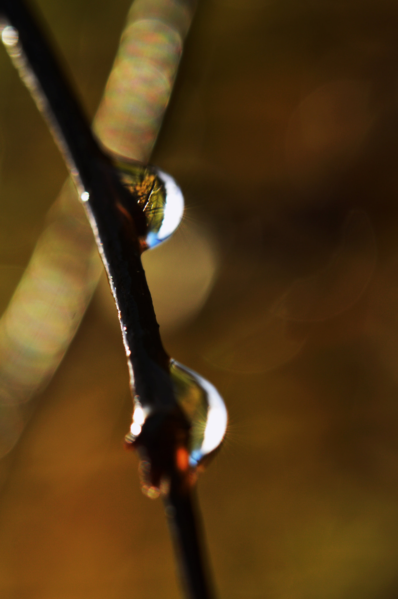 Nikon AF-S Micro-Nikkor 60mm F2.8G ED sample photo. Two of the same kind  photography